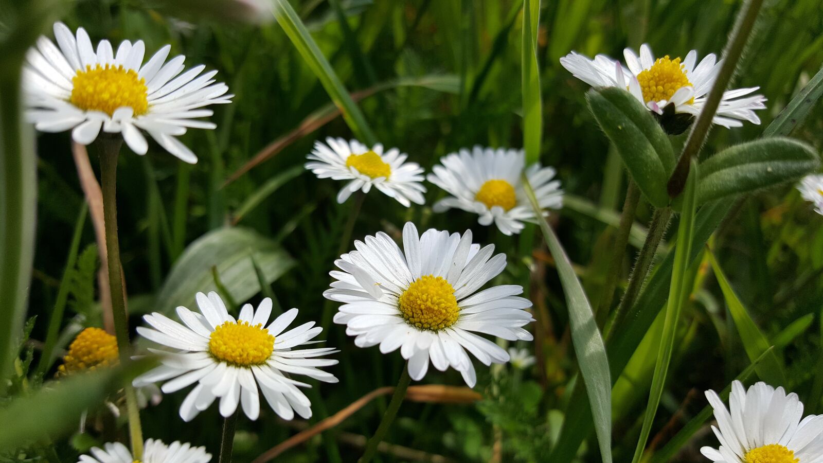 Samsung Galaxy S6 sample photo. Meadow, daisy, flowers photography