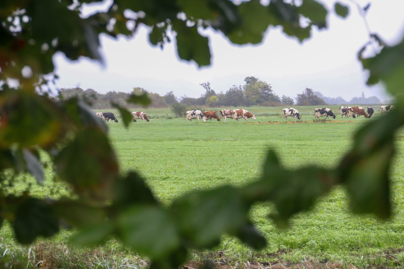 Canon EOS 70D sample photo. Cow, natural frame, green photography
