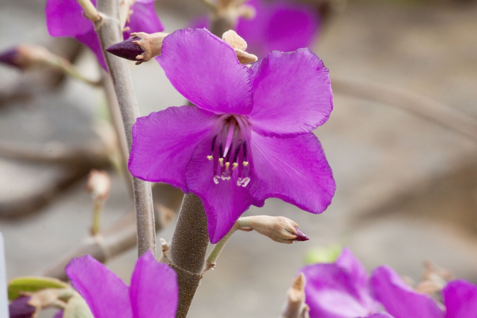 Canon EOS 50D sample photo. Merianthera burlemarxii, blossom, bloom photography