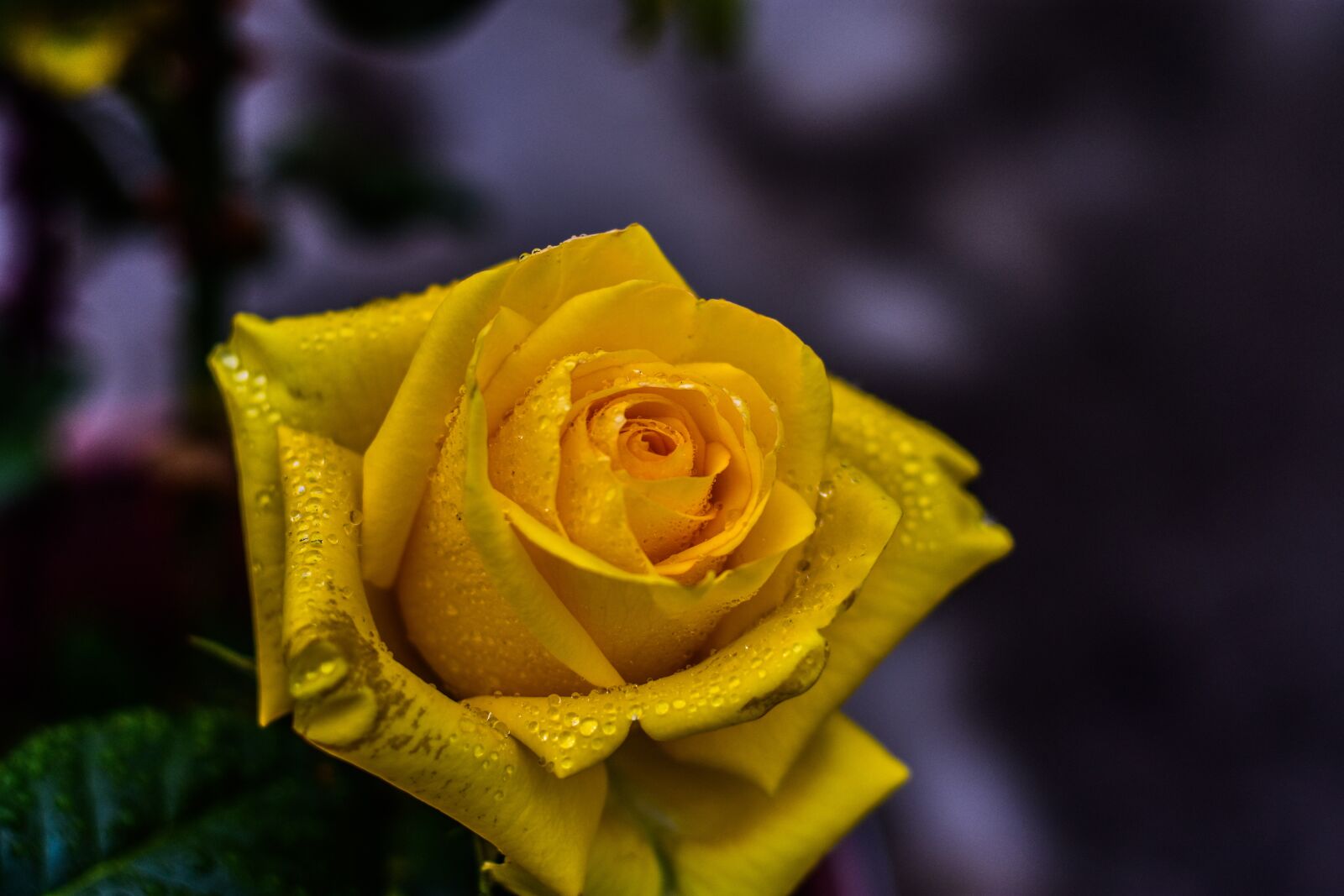 Nikon D3400 sample photo. Yellow rose, flower, beauty photography
