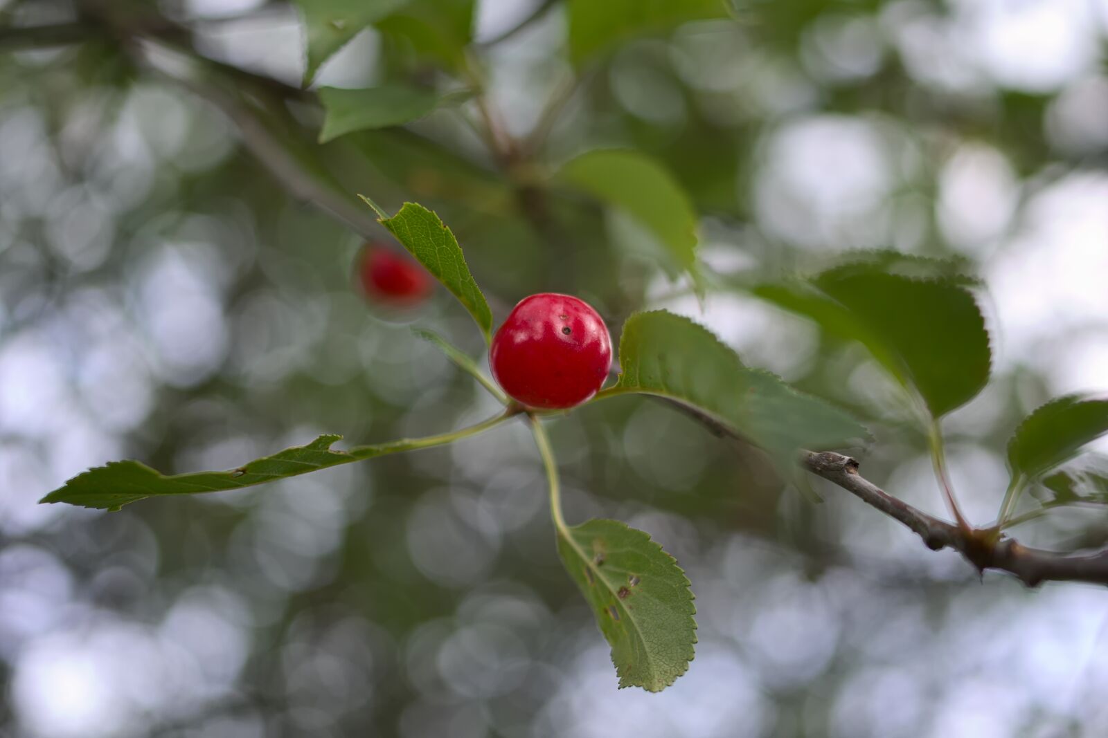 Pentax K-70 sample photo. Nature, cherry, tree photography