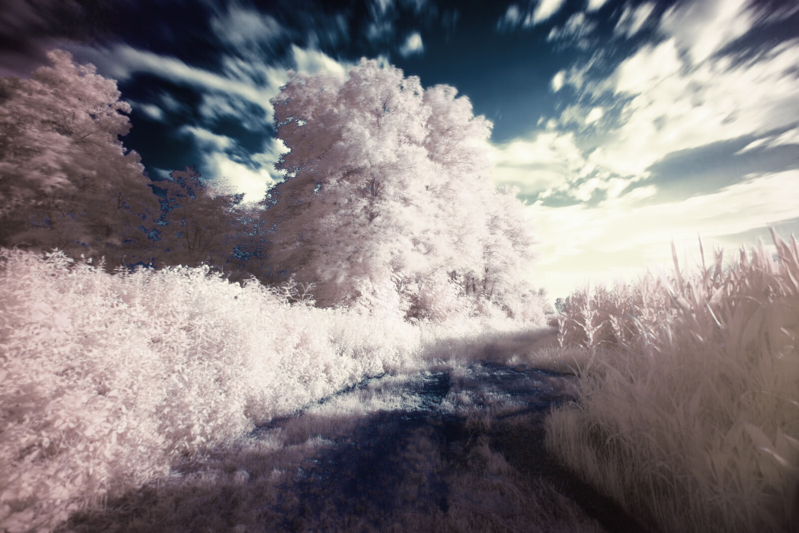 Canon EOS 5D Mark II + Canon EF 35-80mm f/4-5.6 sample photo. Dream, filter, infrared, surreal photography
