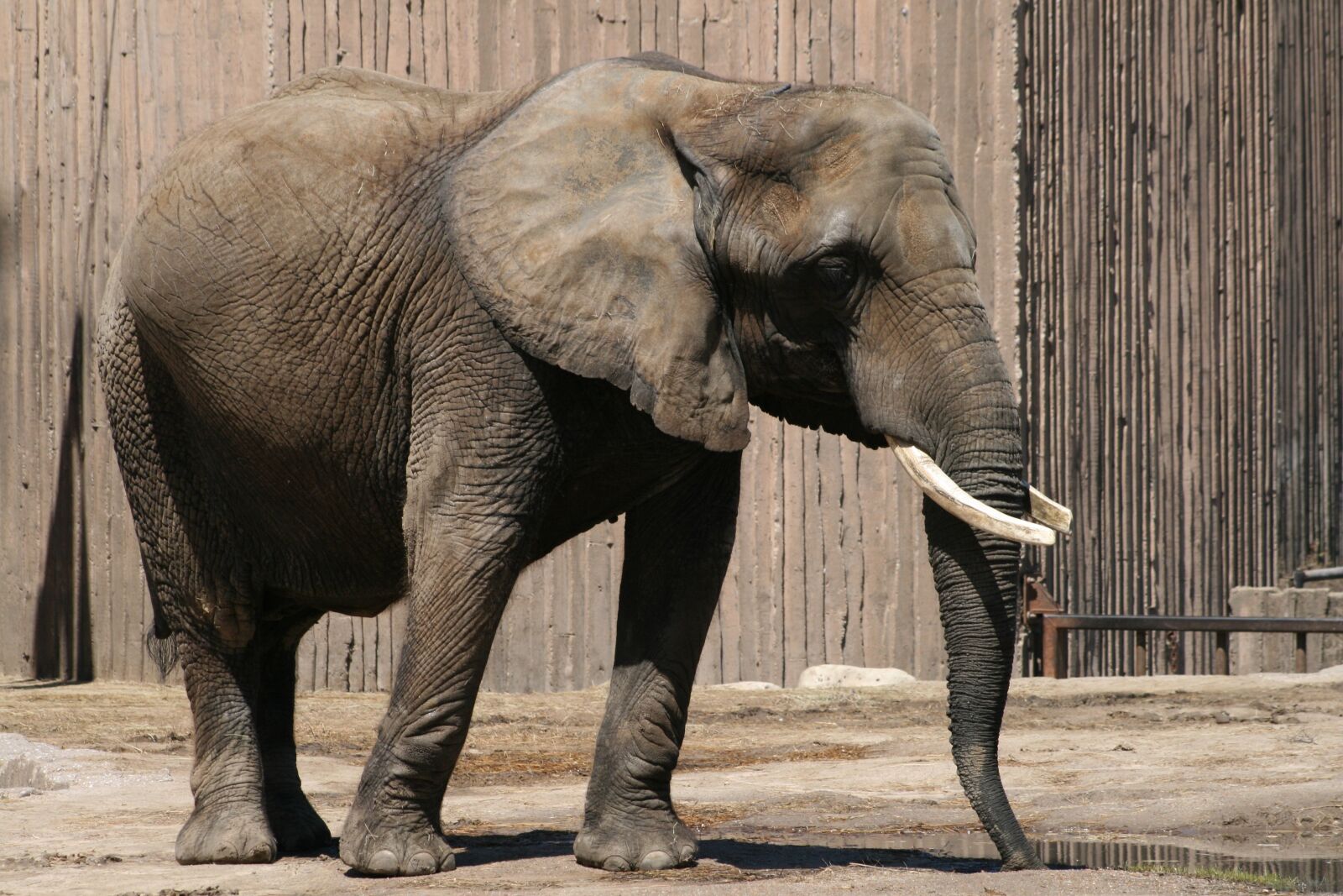 Canon EOS 400D (EOS Digital Rebel XTi / EOS Kiss Digital X) sample photo. Elephant, wildlife, mammal photography