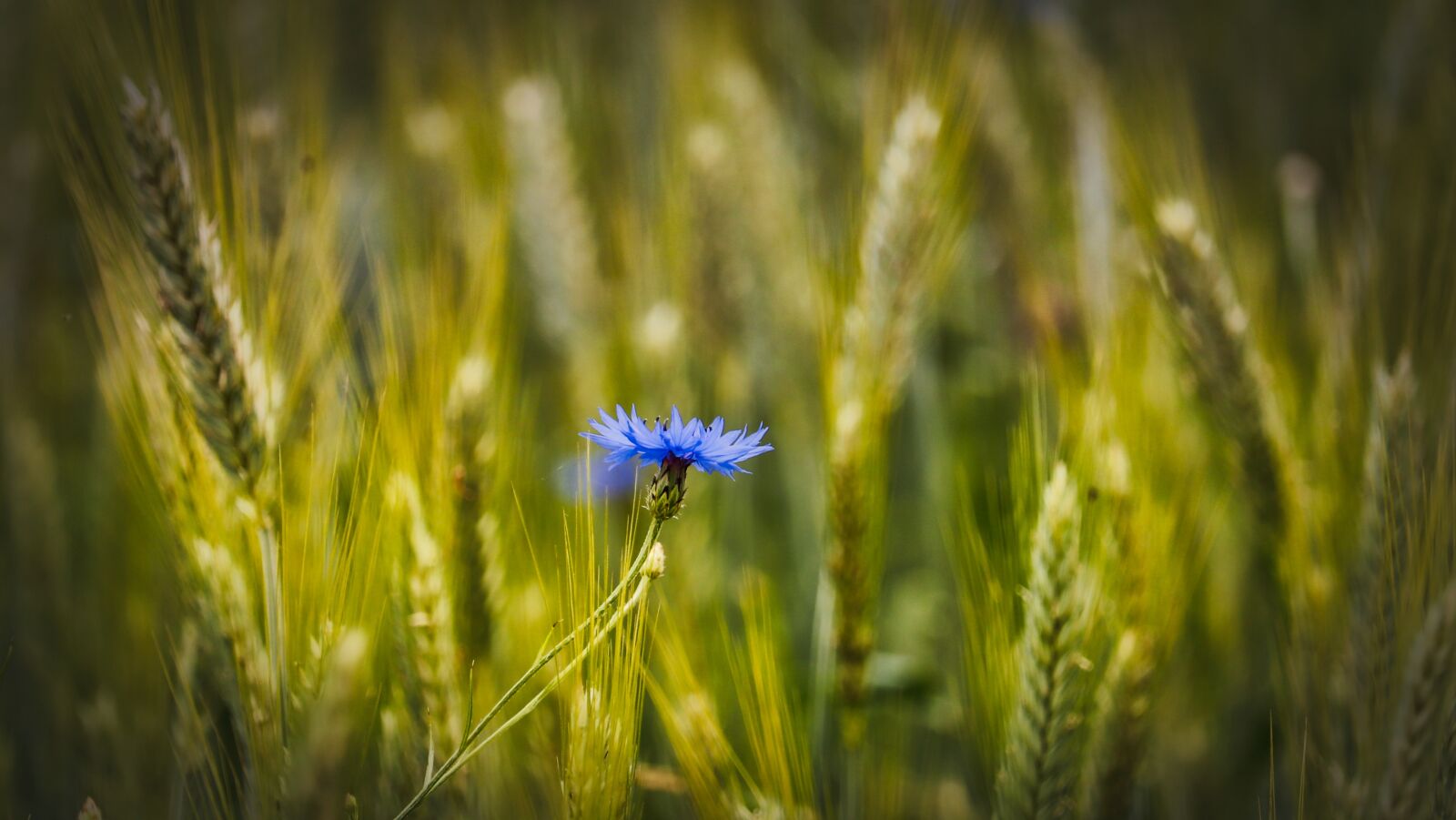 Canon EOS 200D (EOS Rebel SL2 / EOS Kiss X9) sample photo. Wheat, cornflower, wheat field photography