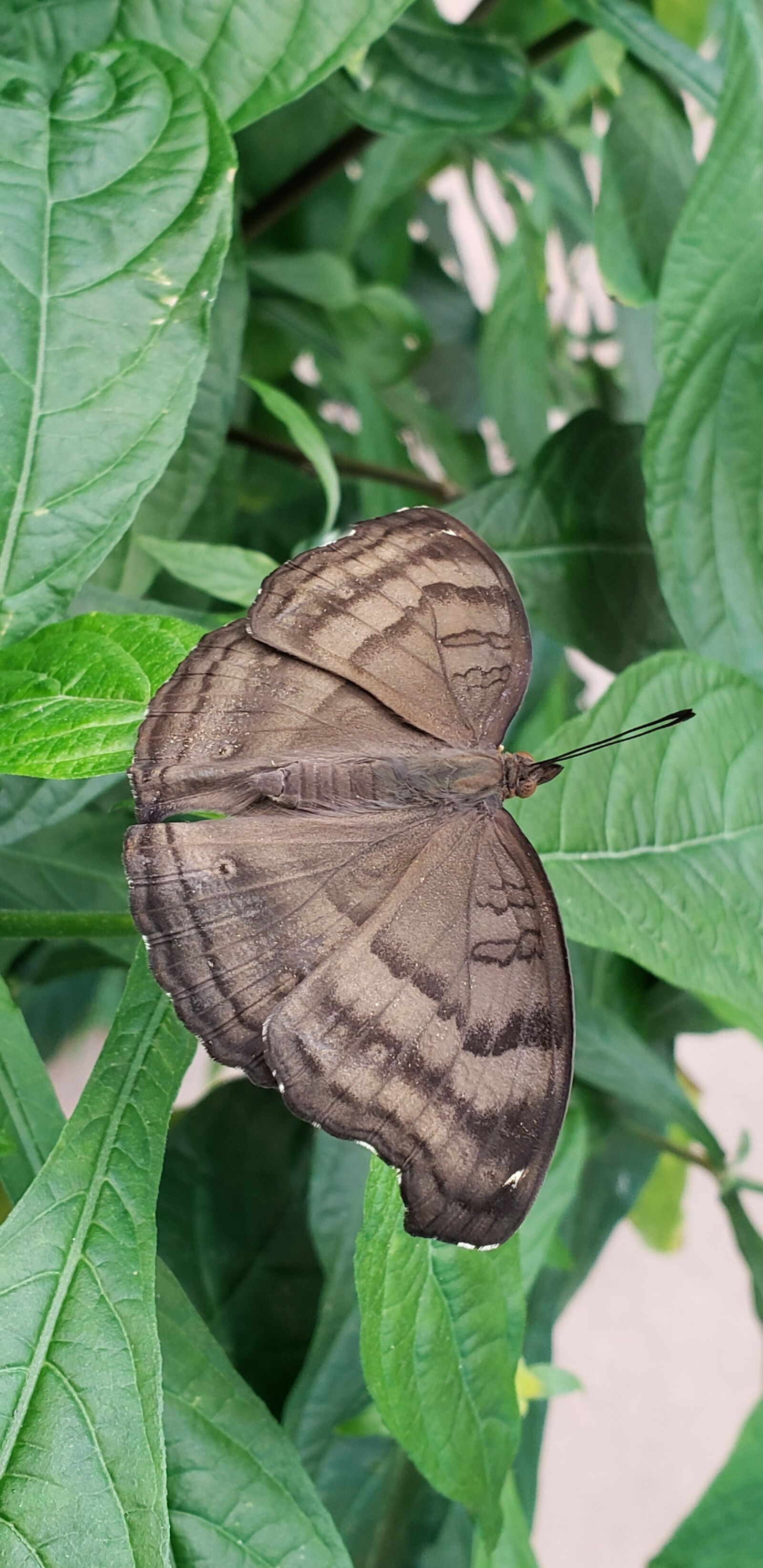 Samsung Galaxy S9 sample photo. Chocolate, butterfly, nature photography