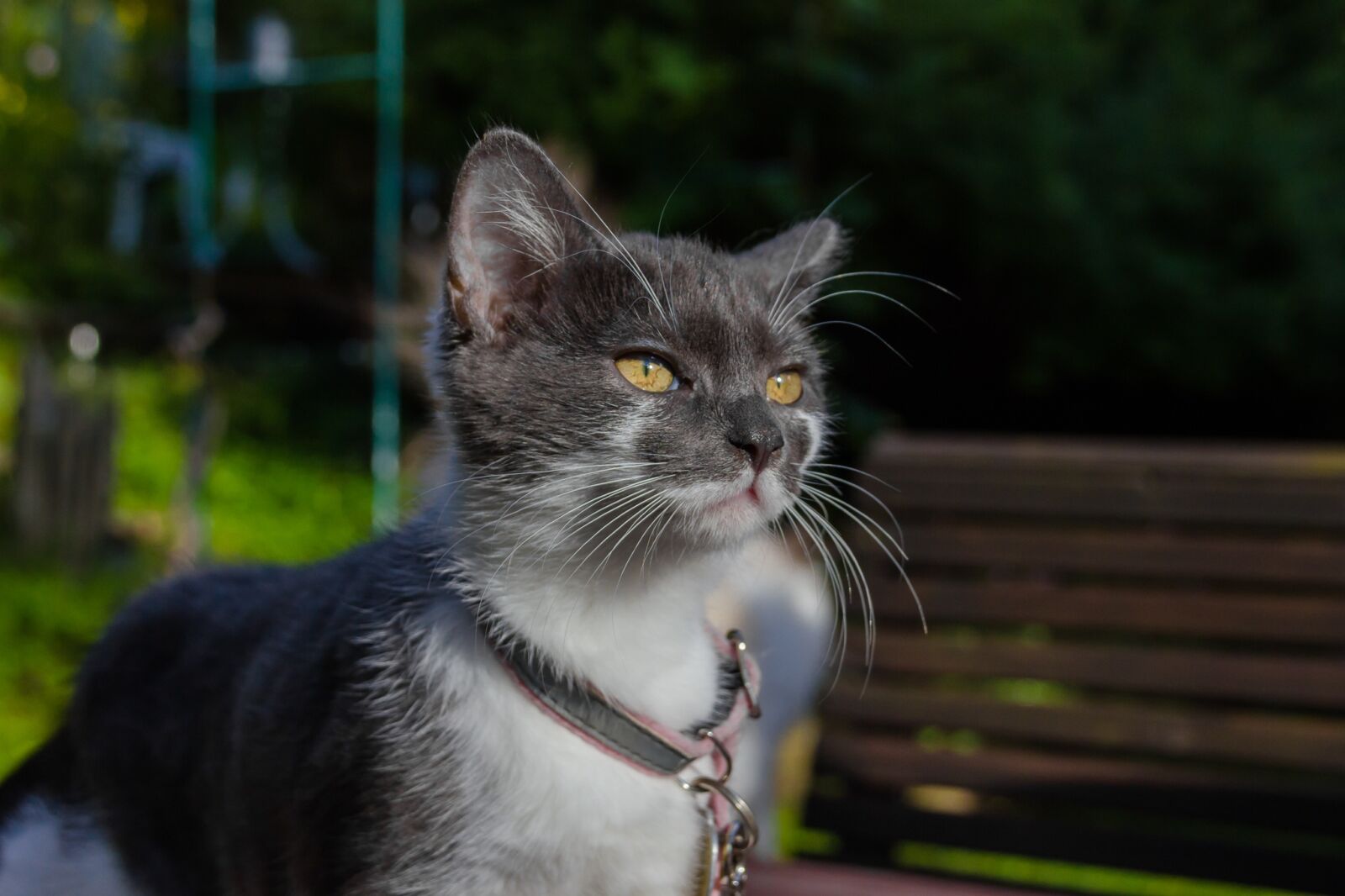 Canon EOS 550D (EOS Rebel T2i / EOS Kiss X4) sample photo. Cat, cute, mammals photography