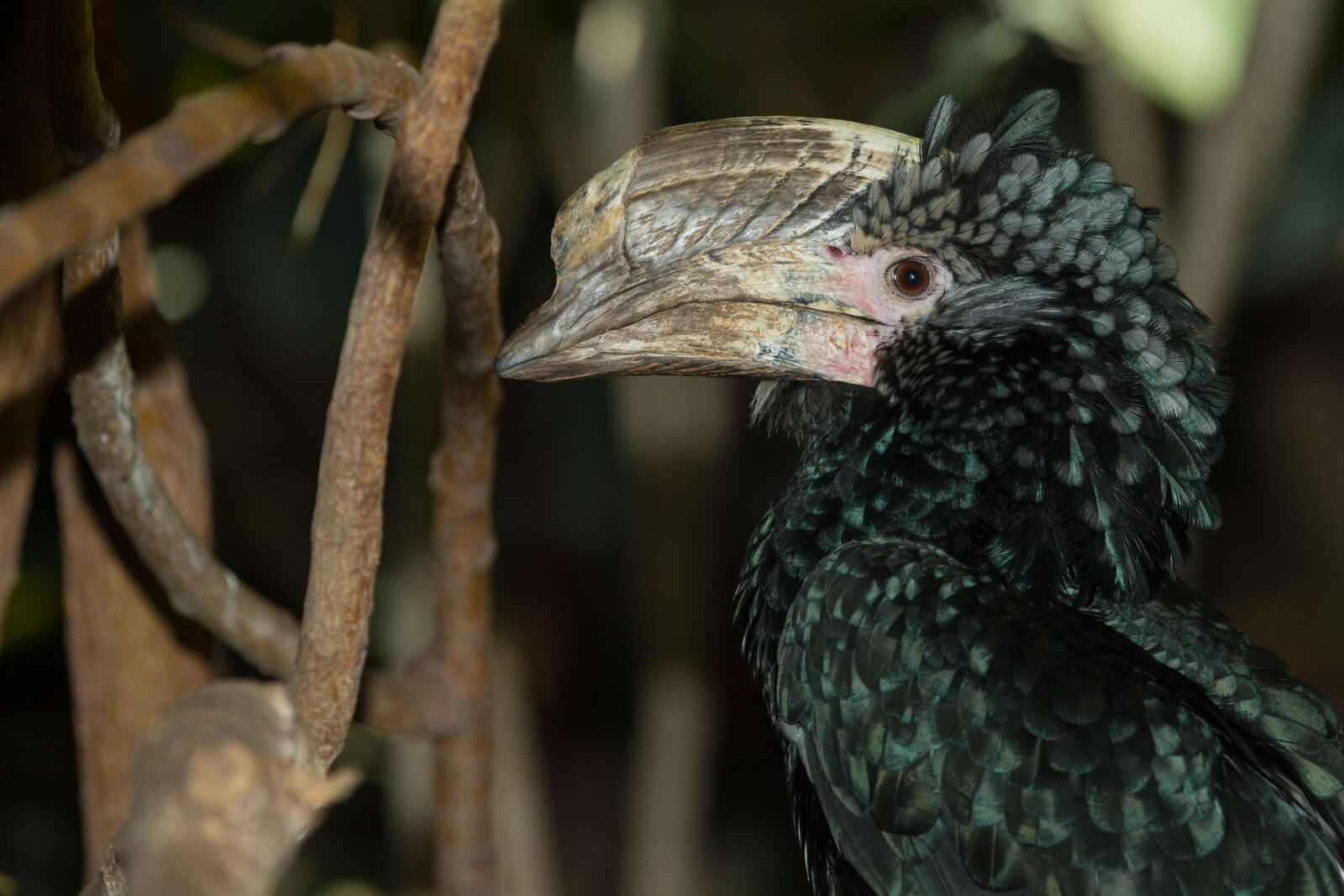 Canon EOS-1D X sample photo. Silvery-cheeked hornbill, silvery, cheeked photography