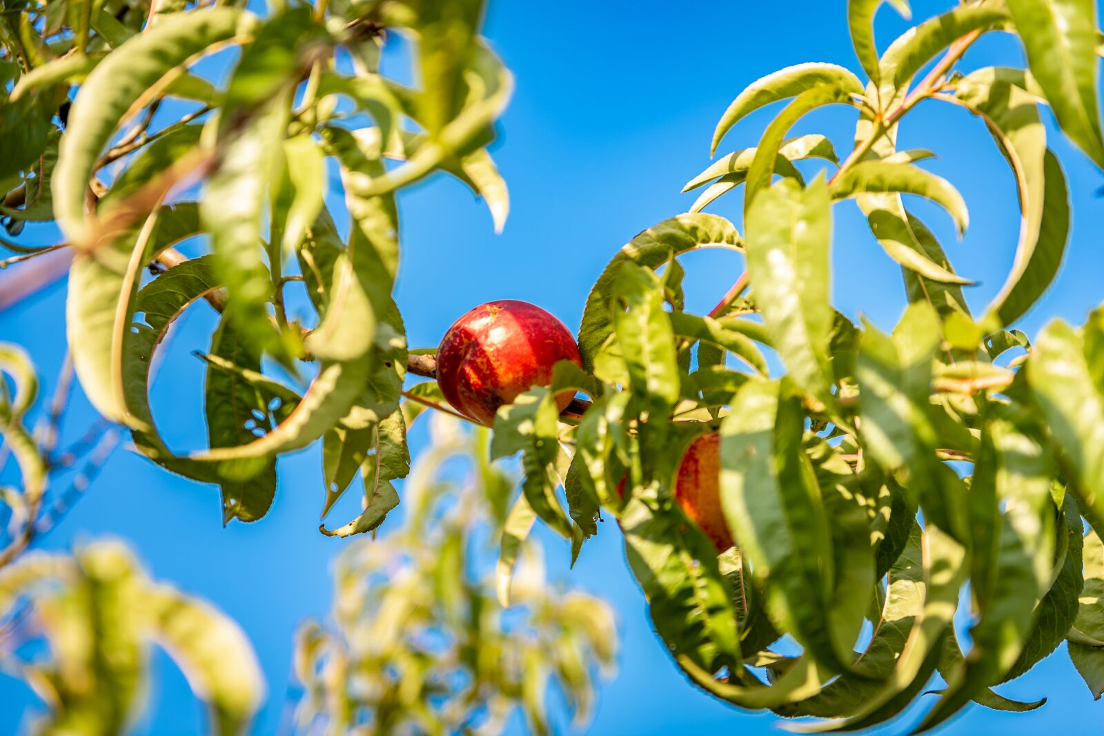 Nikon D750 sample photo. Fruit, peaches, fruit tree photography