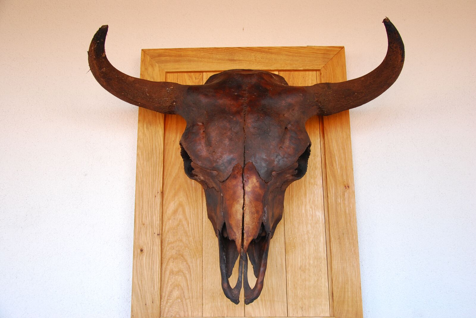 Nikon D80 sample photo. Horns, bison photography