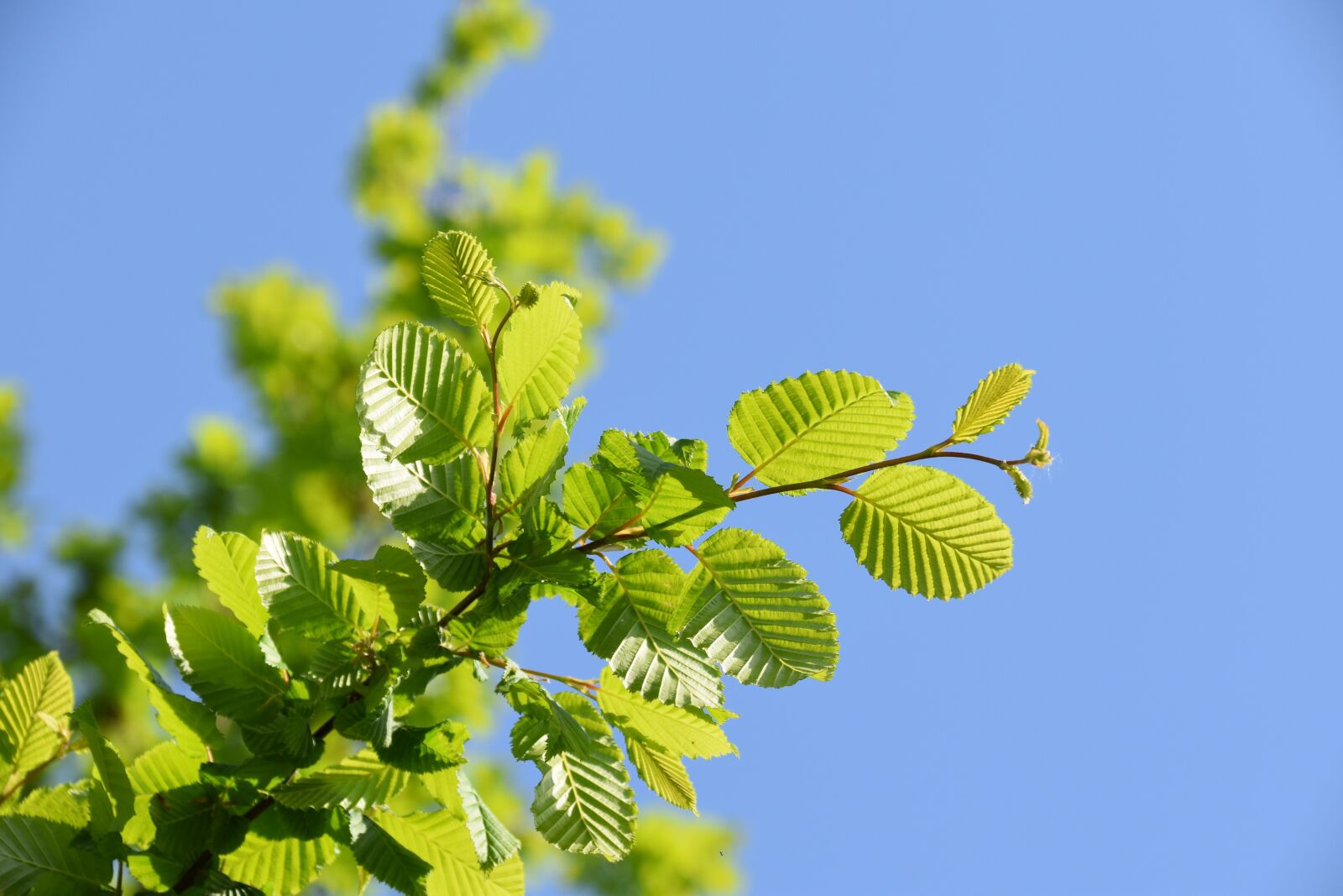 Nikon D5600 sample photo. Leaves, green leaves, tree photography