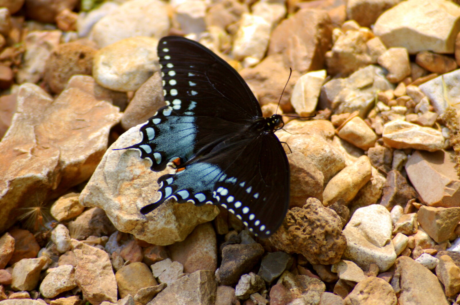 Pentax *ist DL sample photo. Butterfly, butterfly, on, rocks photography