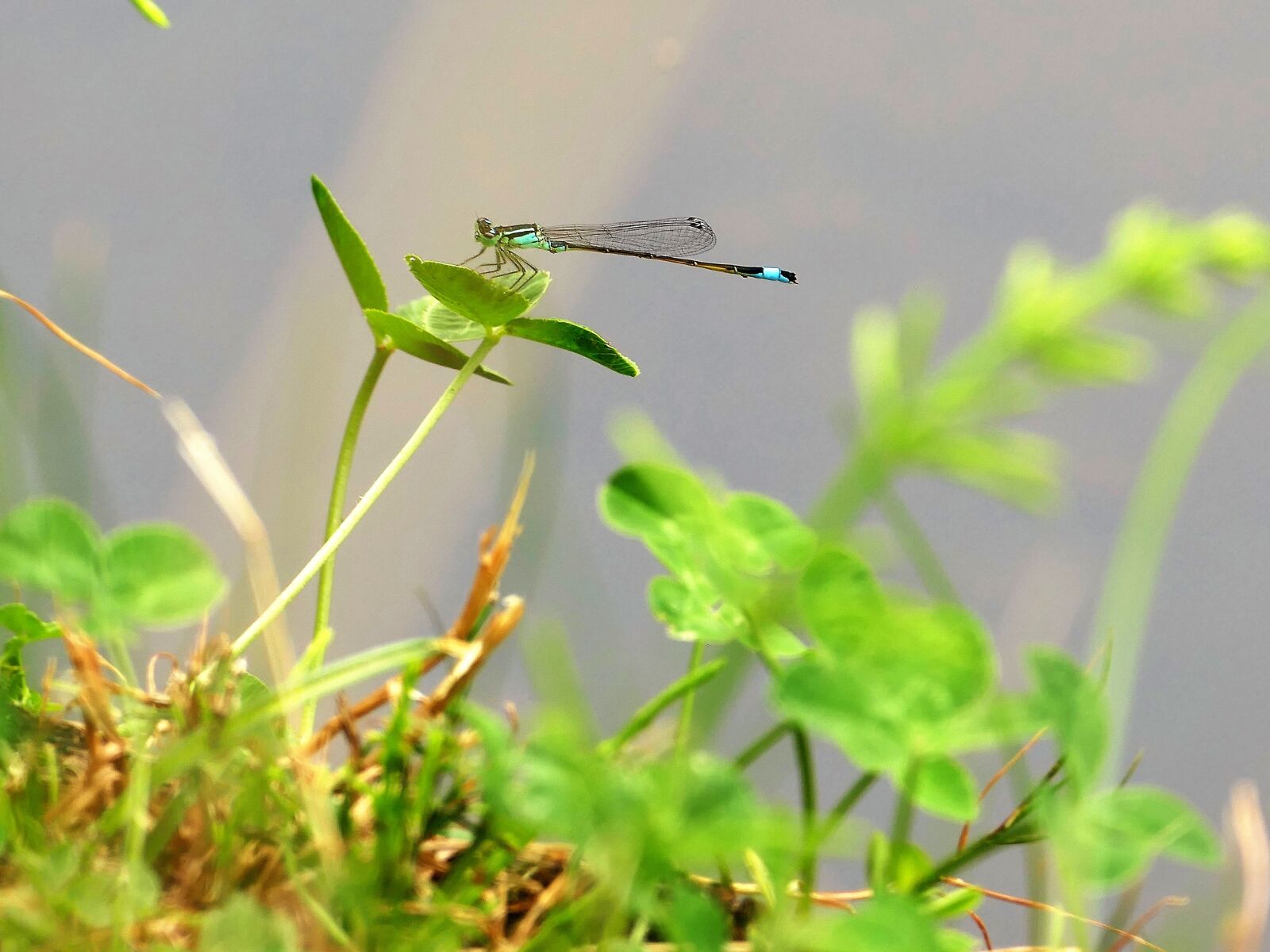 Panasonic Lumix DMC-FZ1000 sample photo. Dragonfly, nature, animal photography