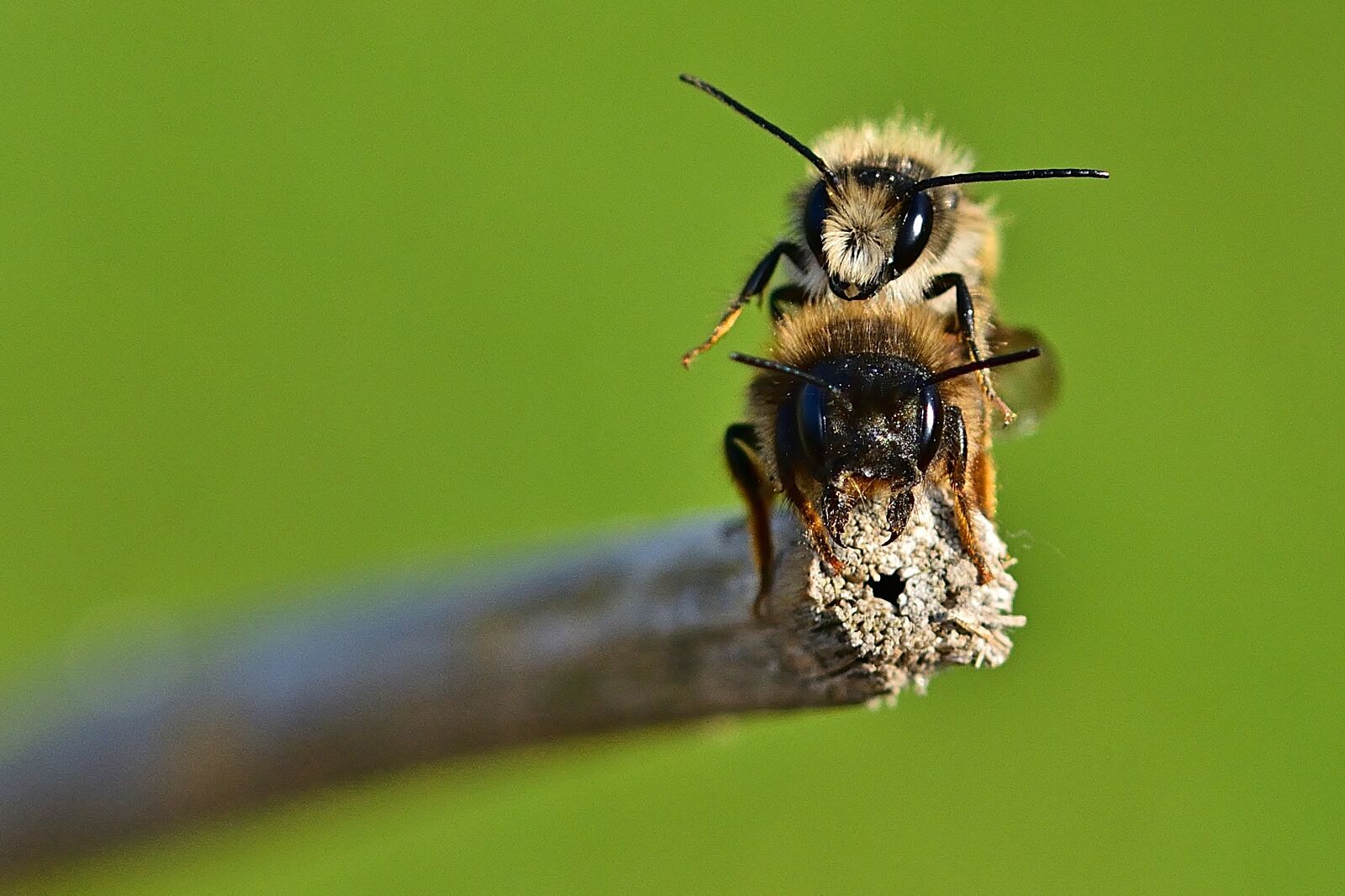 Nikon D5200 sample photo. Nature, garden, wild bees photography
