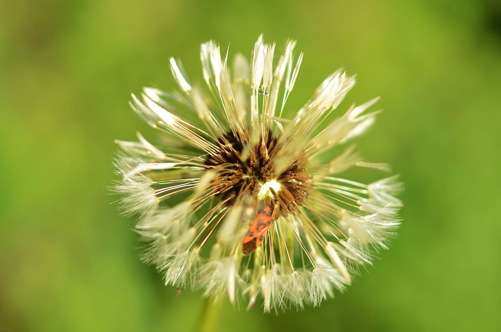 Nikon D7000 sample photo. Dandelion, natur, nature photography
