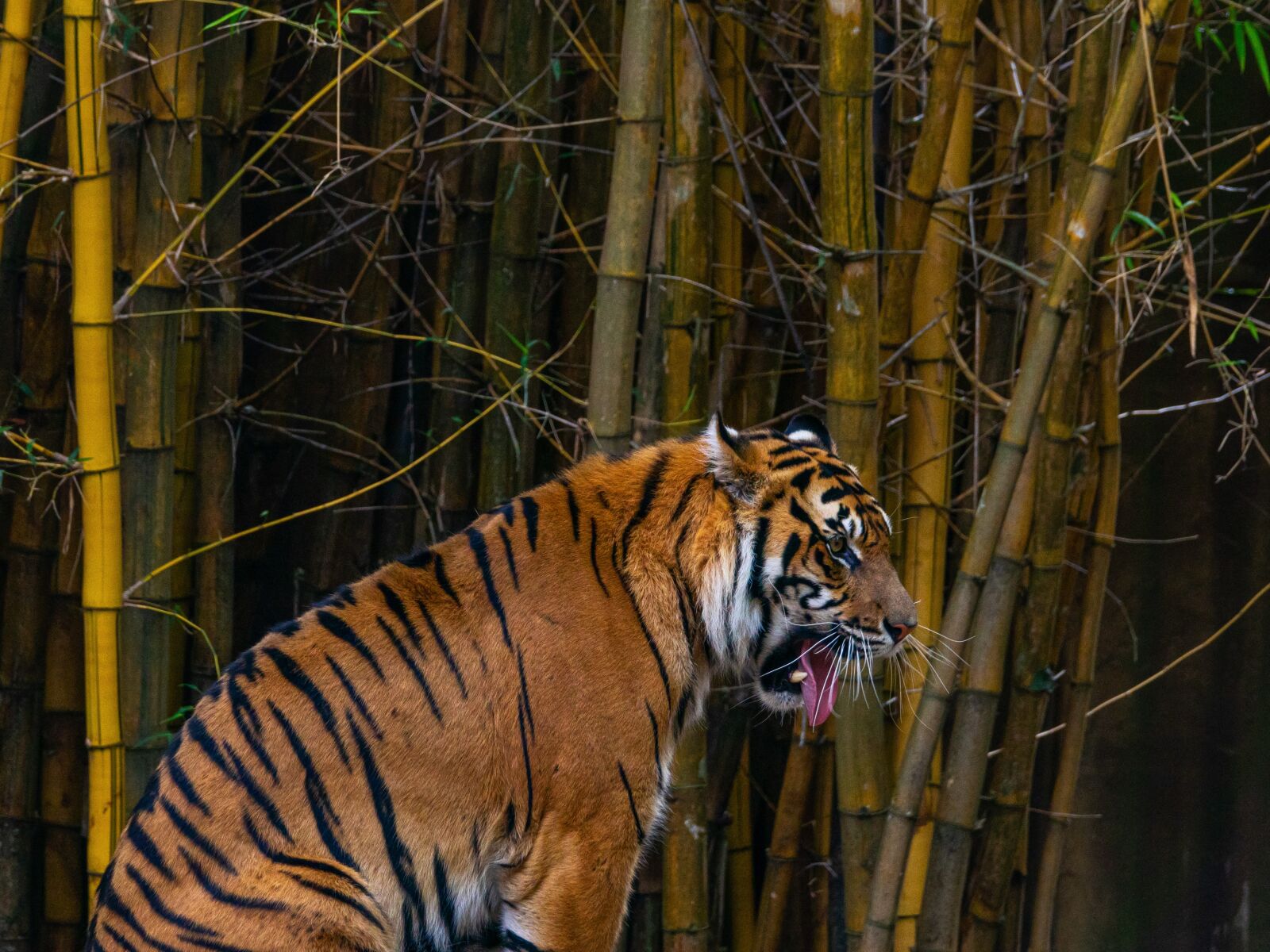 Sony Cyber-shot DSC-RX10 III sample photo. Tiger, sumatran tiger, animal photography