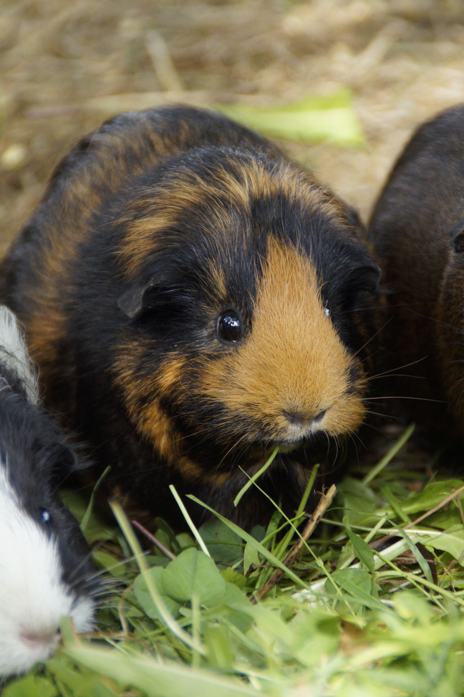 Sony SLT-A58 sample photo. Guinea pig, cute, rodent photography