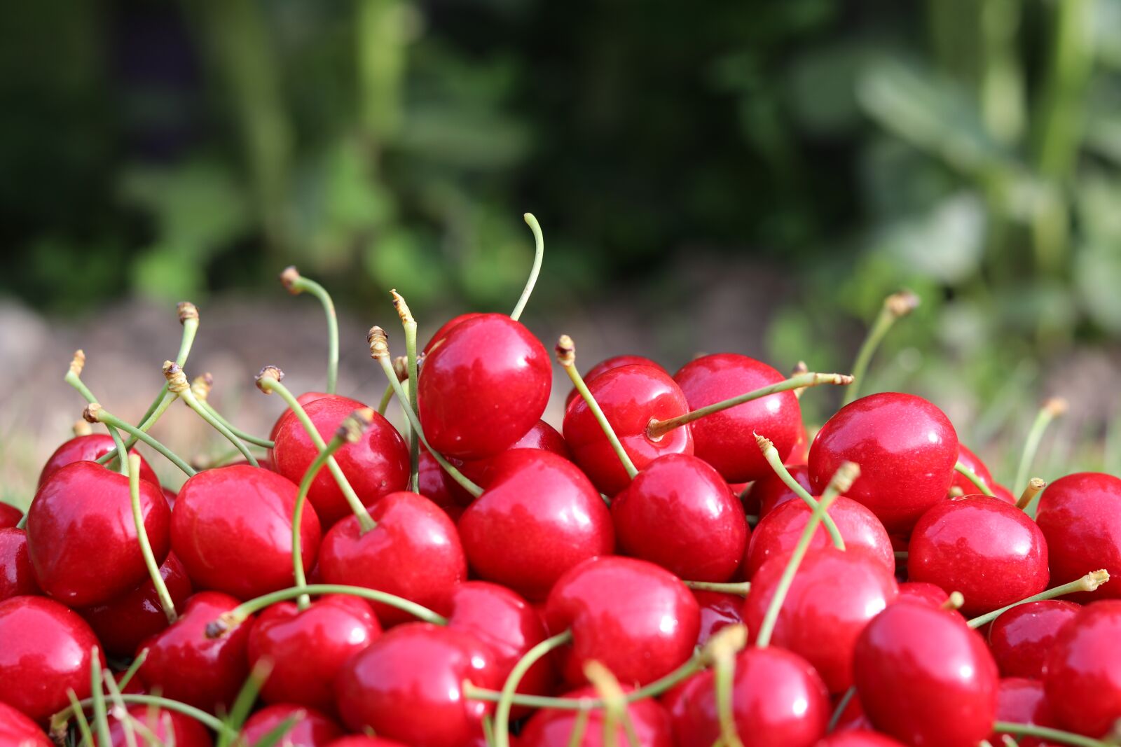 Canon EOS 80D + Canon EF 50mm F1.8 STM sample photo. Cherries, goodness, red photography