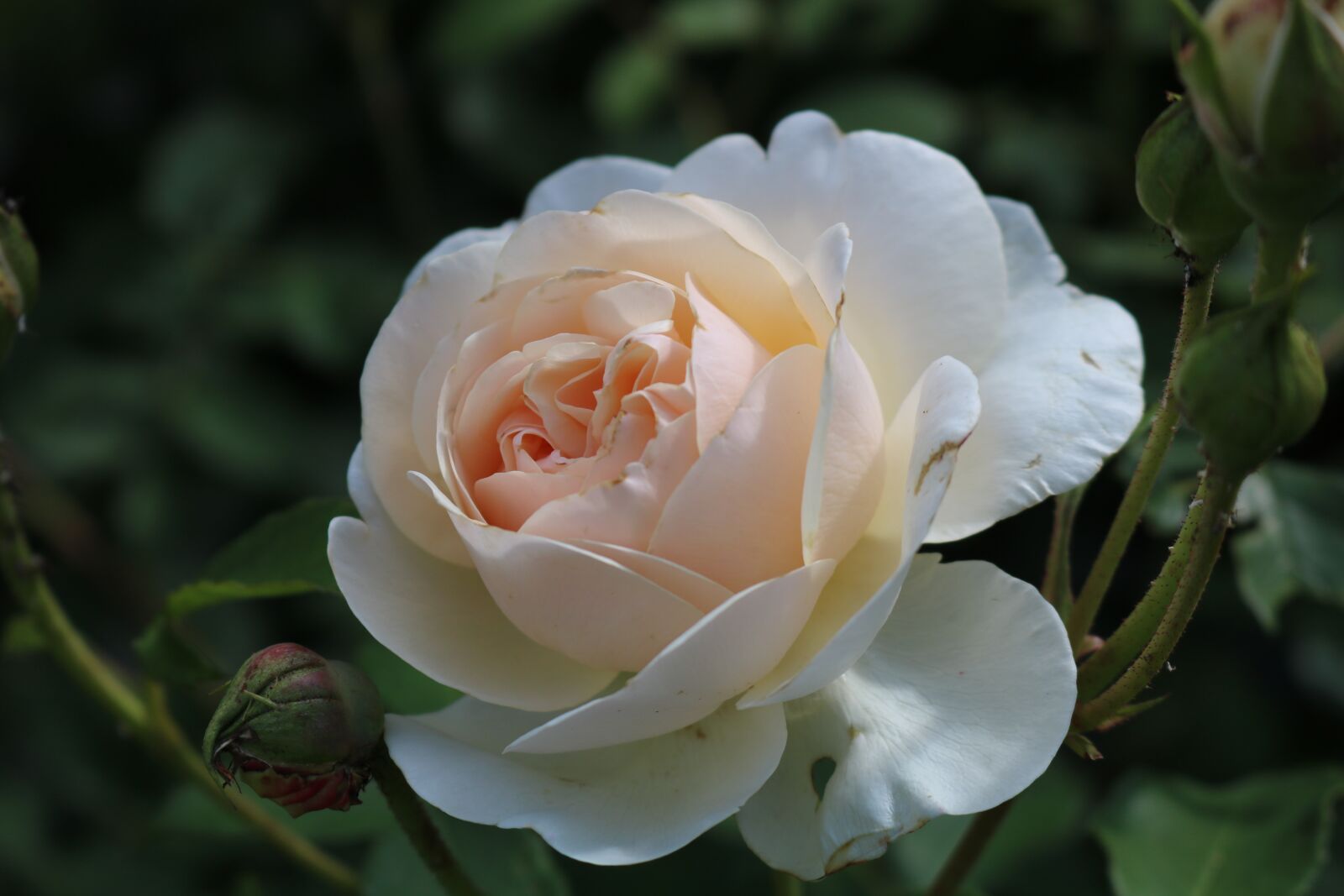 Canon EOS 750D (EOS Rebel T6i / EOS Kiss X8i) sample photo. Rose, hell, l white photography
