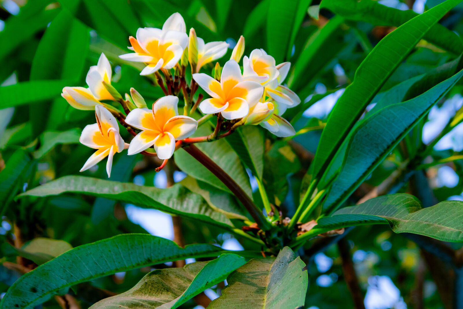 Tamron SP AF 17-50mm F2.8 XR Di II LD Aspherical (IF) sample photo. Flowerslovers, flower, flowerlovers photography