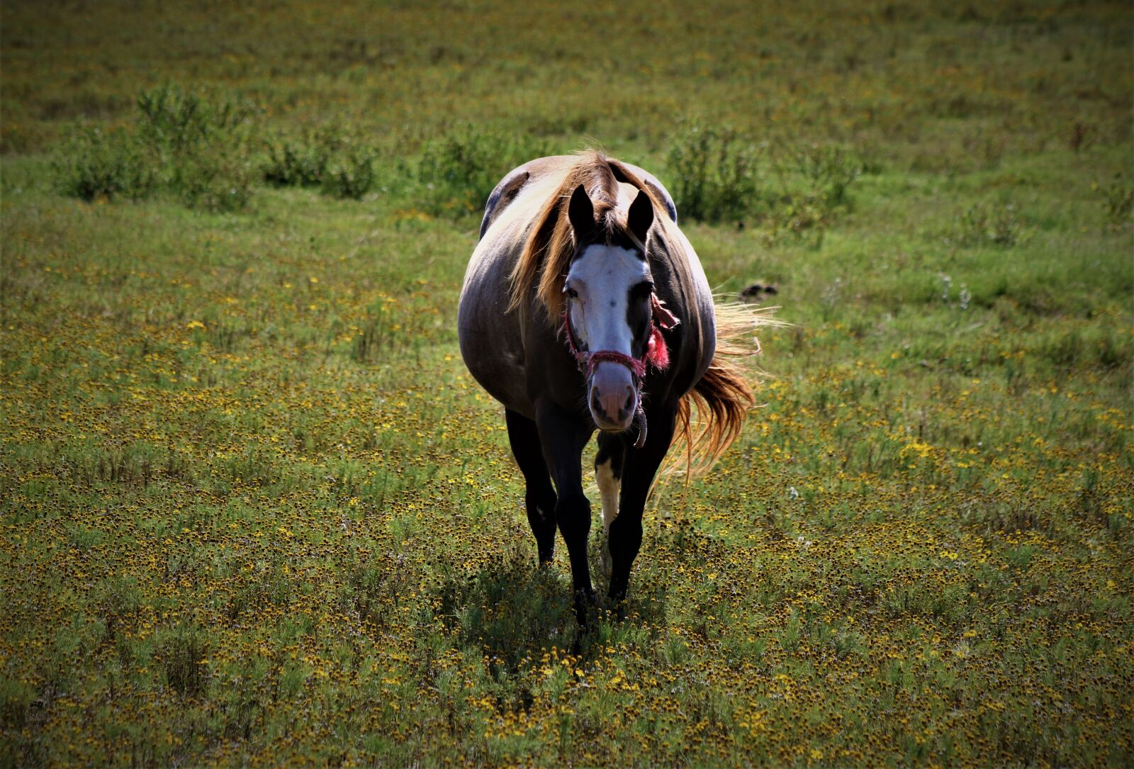 Canon EF75-300mm f/4-5.6 sample photo. Horse, horses, western photography