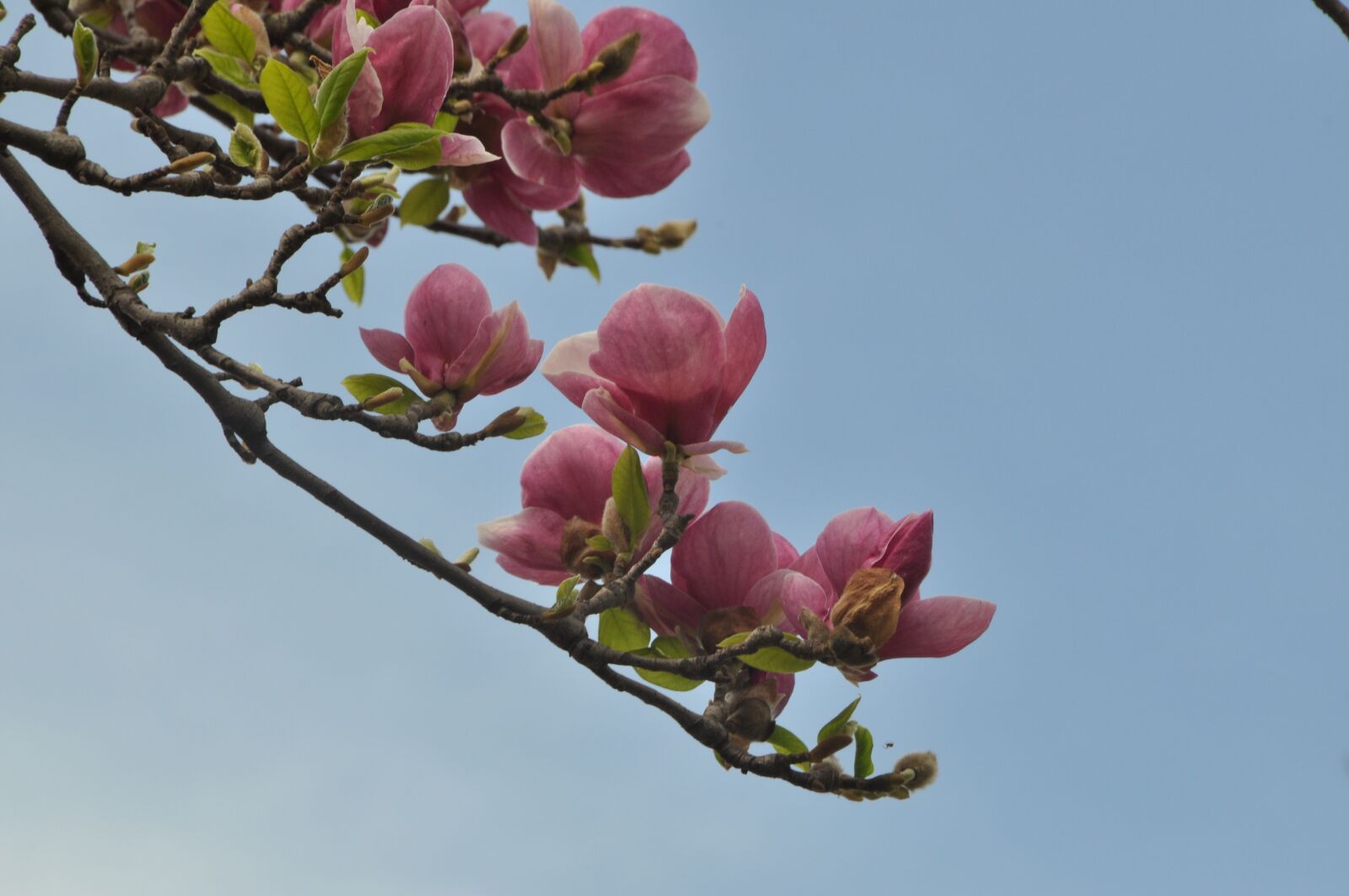 Nikon D5000 sample photo. Magnolia, spring, sun photography