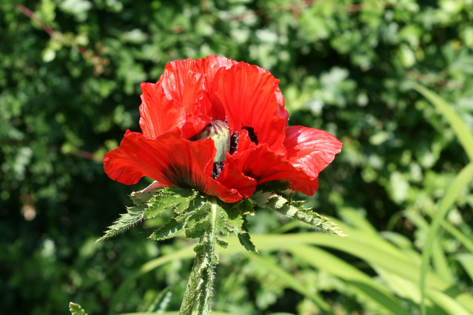 Canon EOS 400D (EOS Digital Rebel XTi / EOS Kiss Digital X) sample photo. Poppy flower, red flower photography