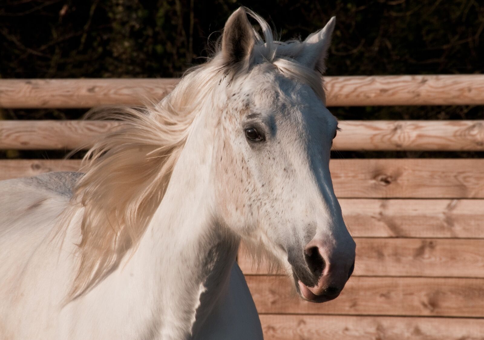 Nikon D300 sample photo. Horse, white, portrait photography