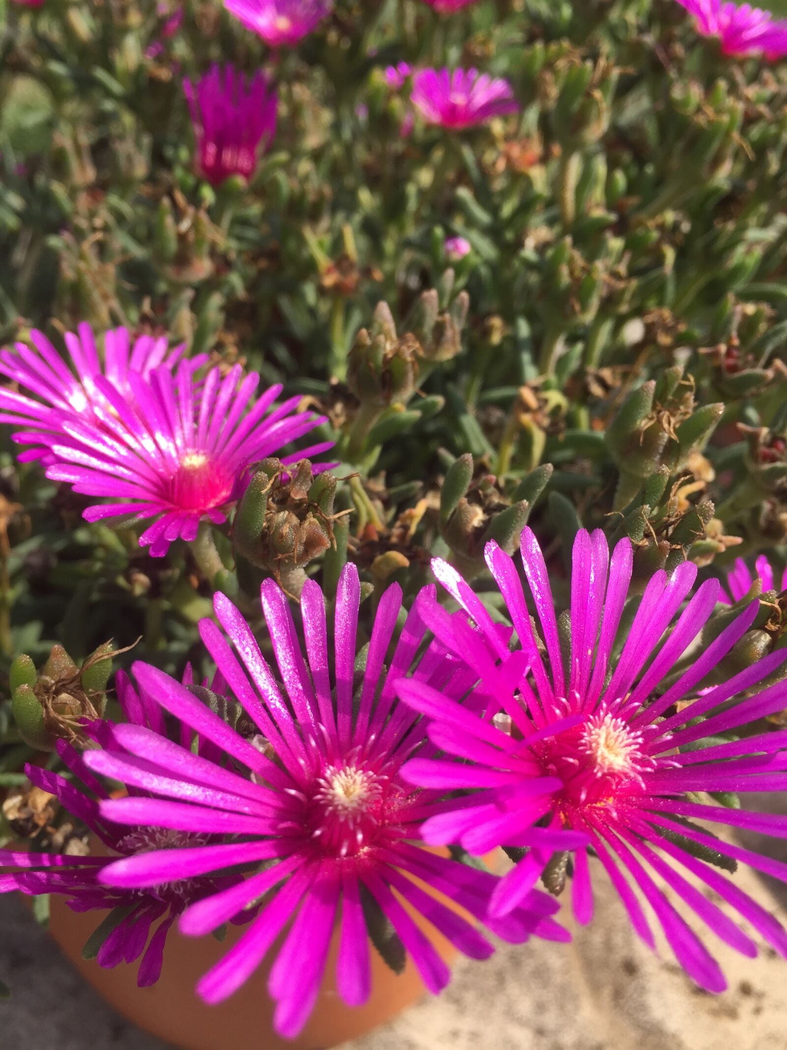 Apple iPhone 6 sample photo. Nature, flowers, spring photography