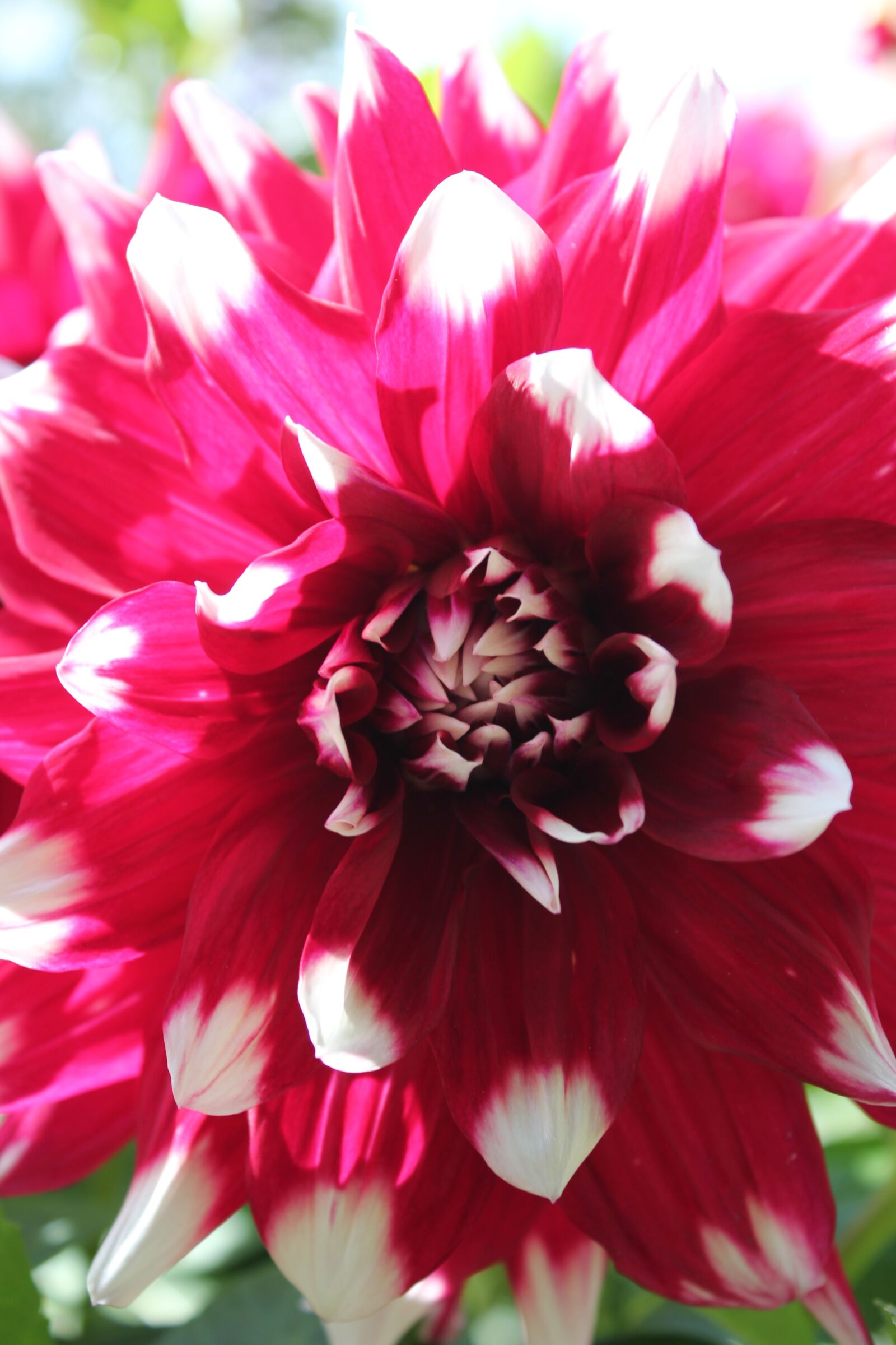 Canon EOS 550D (EOS Rebel T2i / EOS Kiss X4) sample photo. Dahlia, flower, blossom photography
