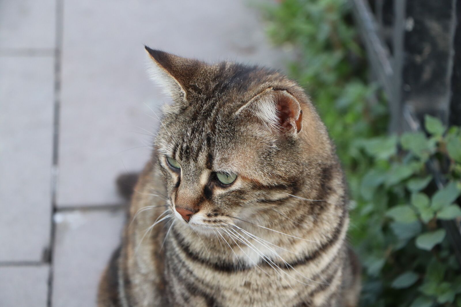 Canon EOS 77D (EOS 9000D / EOS 770D) sample photo. Cat, animal, beautiful photography