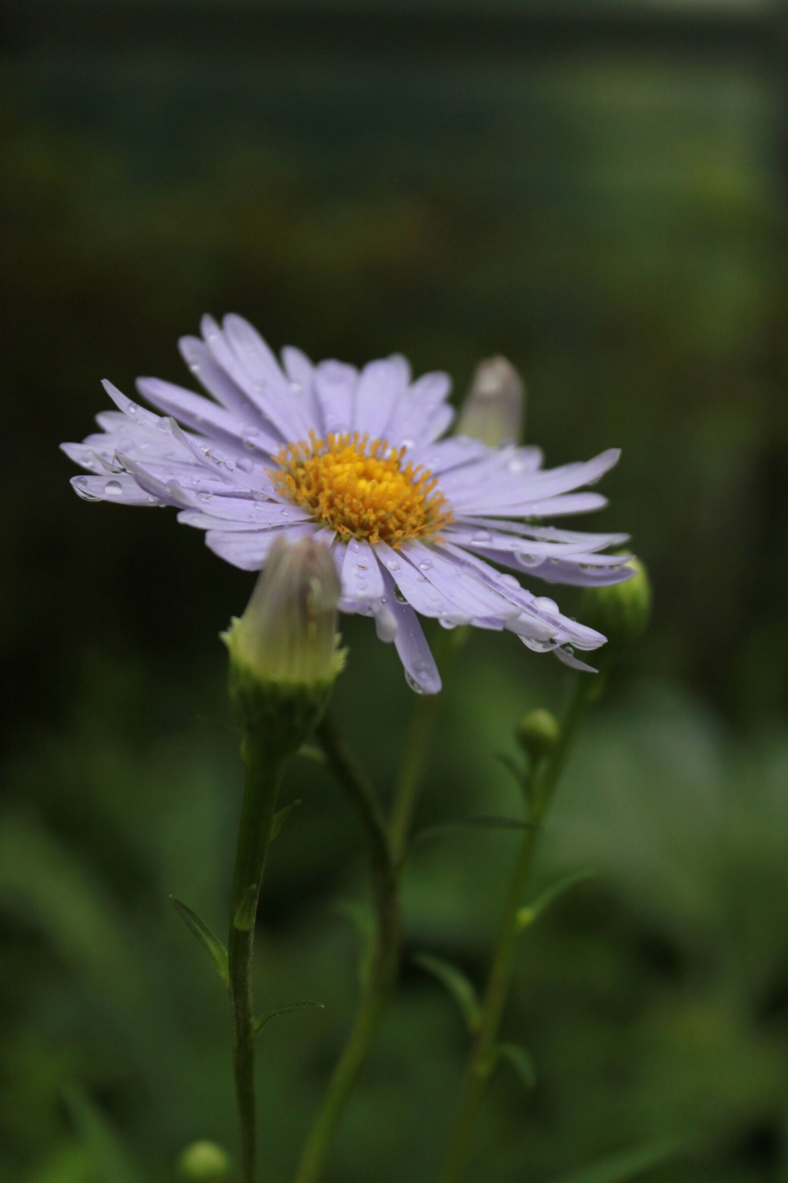 Canon EOS 500D (EOS Rebel T1i / EOS Kiss X3) sample photo. Marguerite, margaret, flowers photography