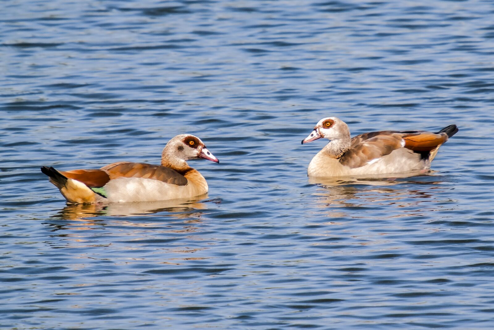 Olympus E-3 sample photo. Nilgans, goose, bird photography