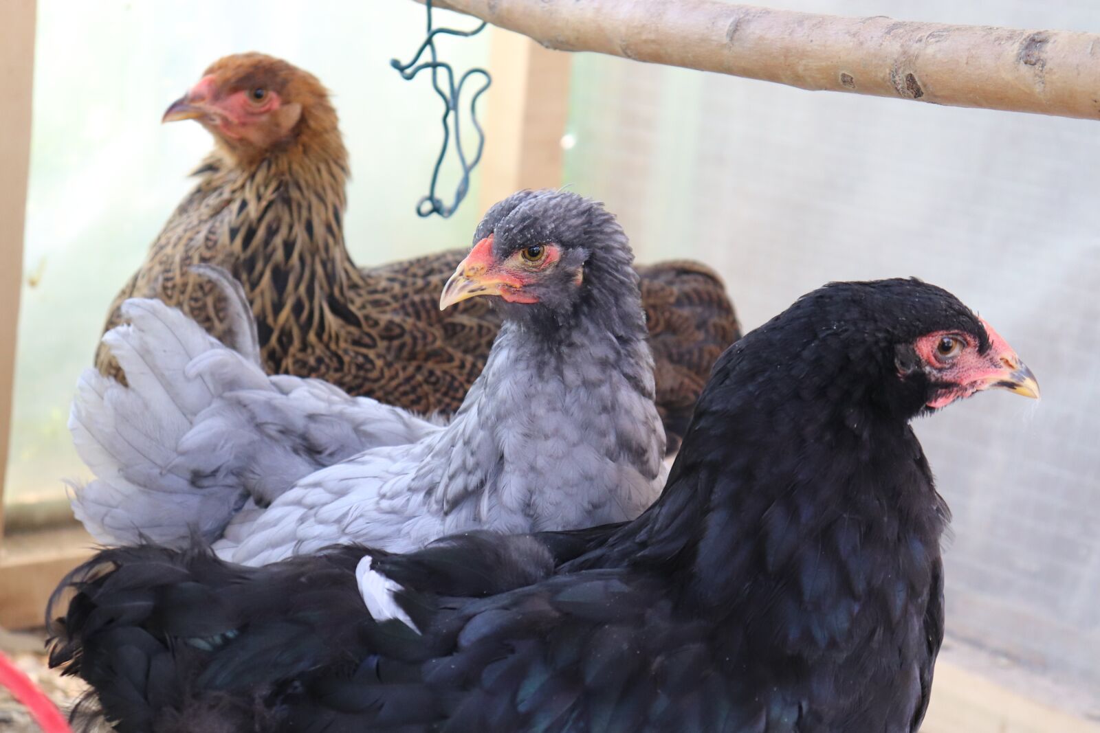Canon EOS 200D (EOS Rebel SL2 / EOS Kiss X9) sample photo. Brahma, brahma rooster, brahma photography