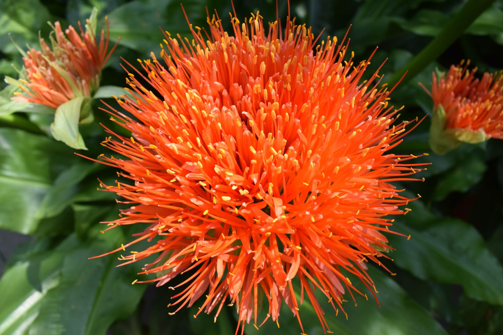 Nikon D5300 sample photo. Orange, flower, bloom photography