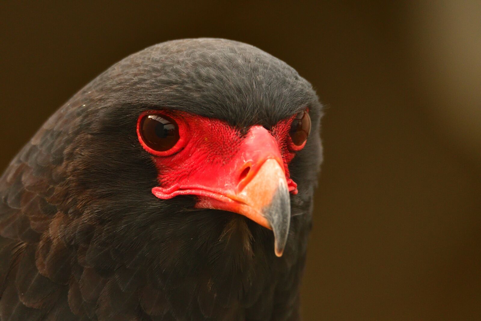 Nikon D500 sample photo. Adler, bird, bird of photography