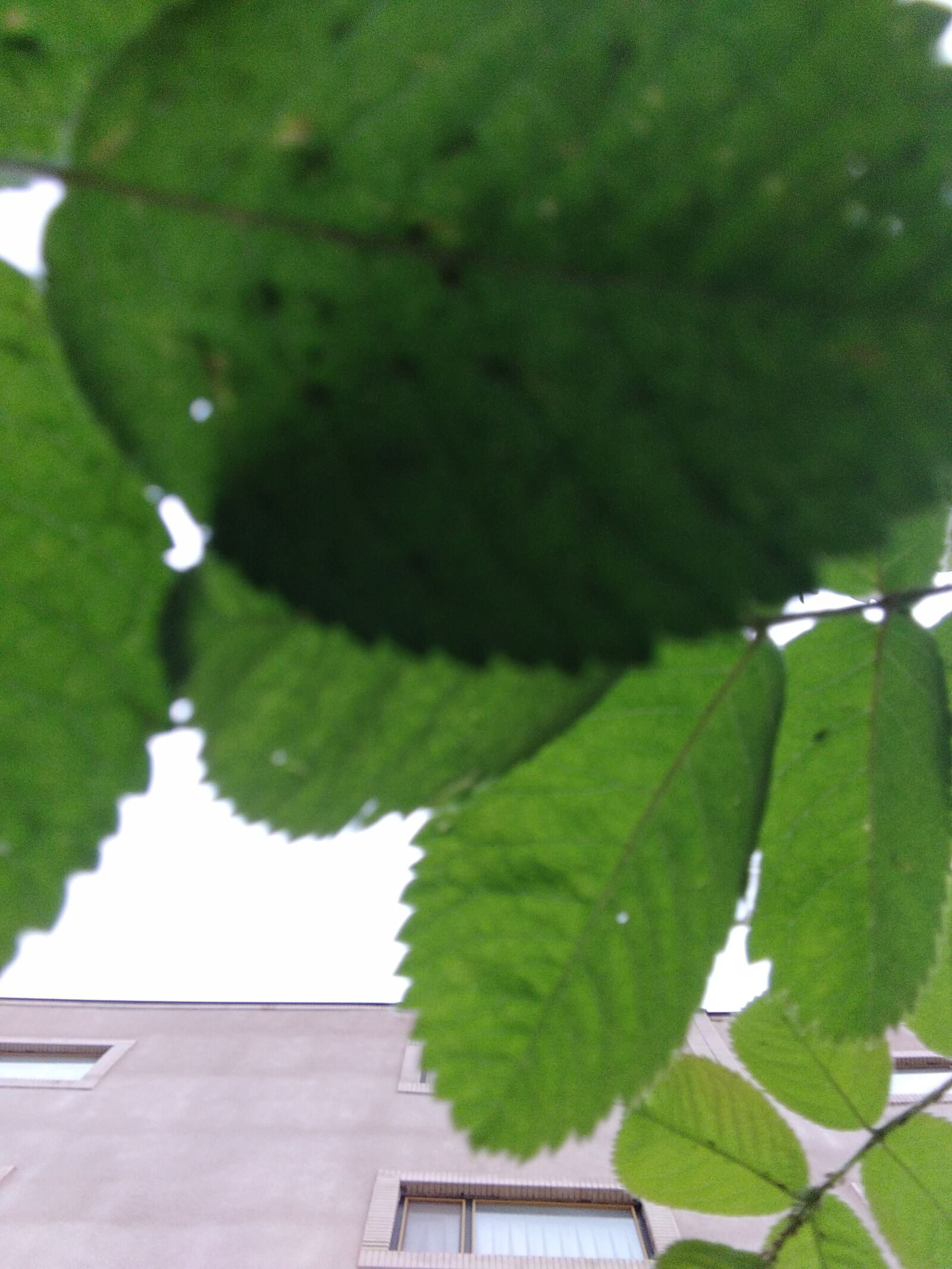 Xiaomi Redmi 8 sample photo. Garden, plant, rain photography