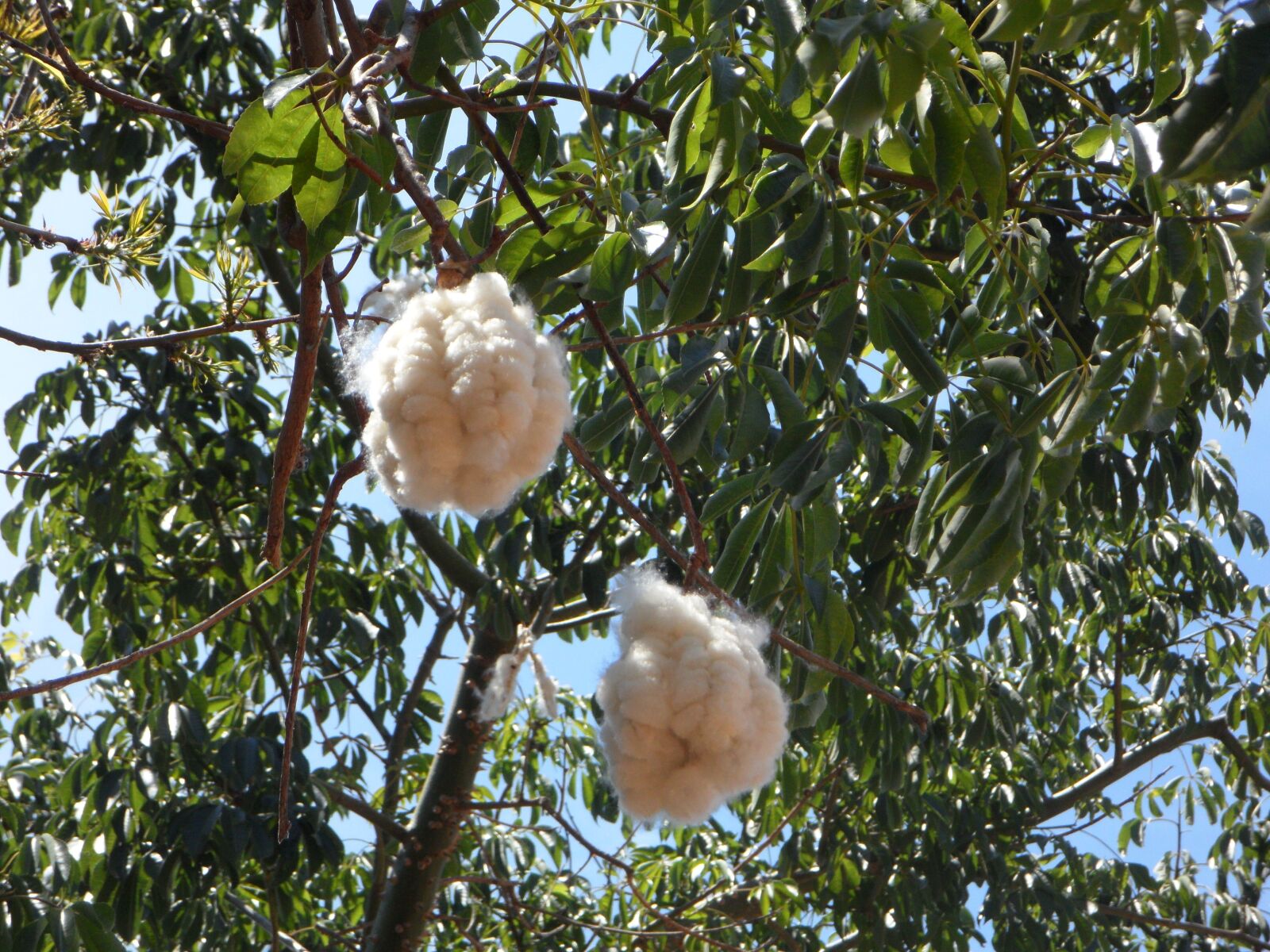 Samsung VLUU WB210, SAMSUNG WB210 sample photo. Seeds, bottle tree, bottle photography