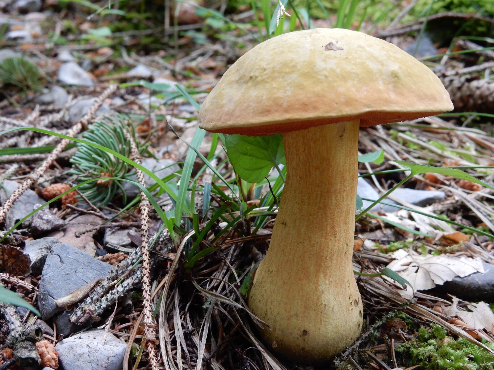 Nikon Coolpix S9900 sample photo. Mushroom, forest, autumn photography