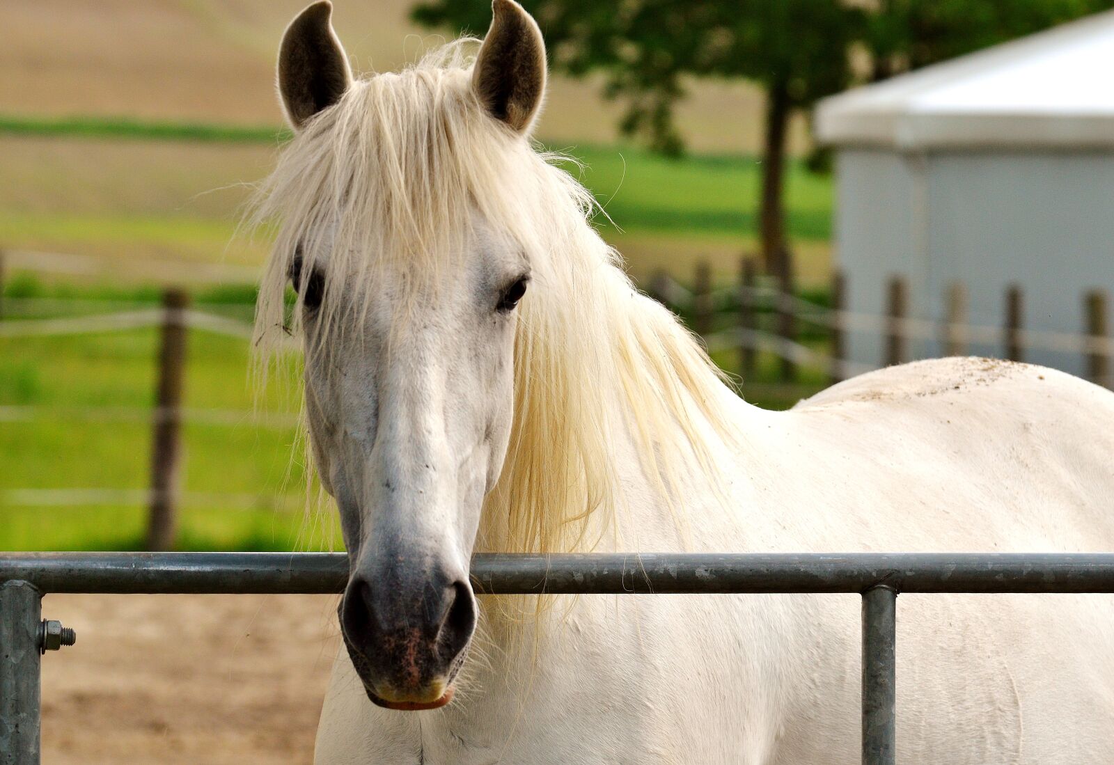Nikon D3200 sample photo. Mold, reiterhof, animal photography