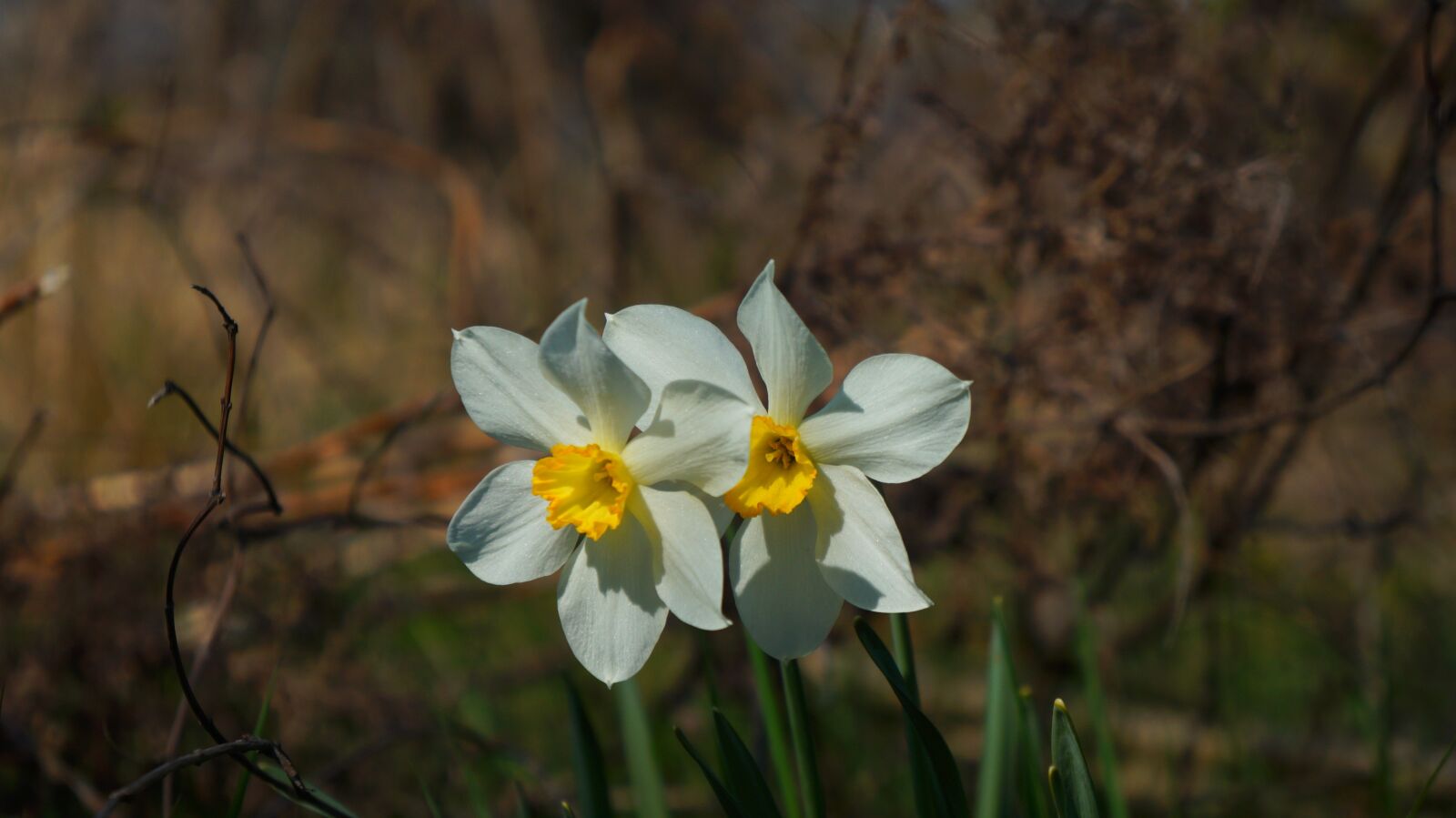 Sony Alpha a3000 + Sony E 18-55mm F3.5-5.6 OSS sample photo. Nature, plants, daffodil photography