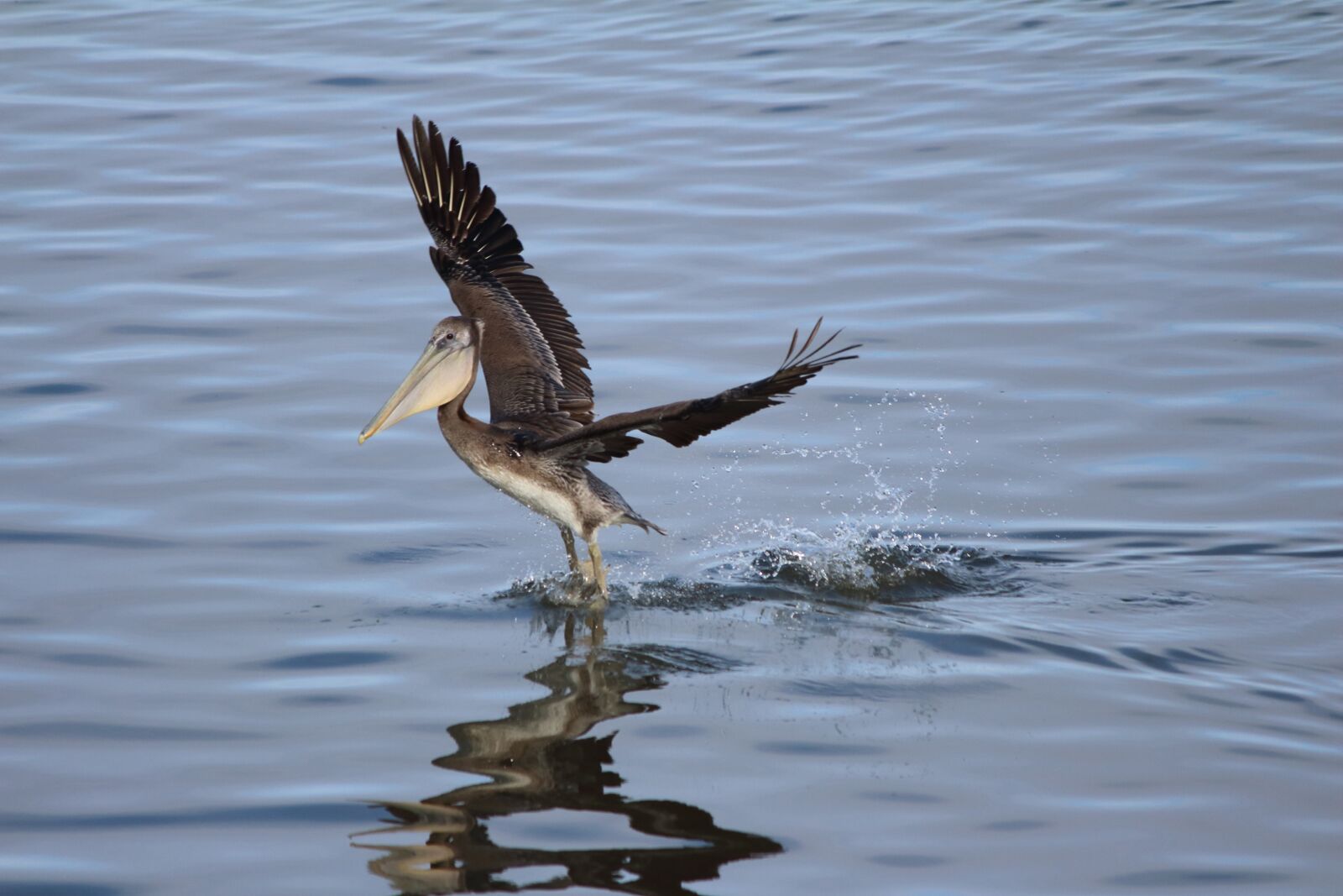 Canon EOS 650D (EOS Rebel T4i / EOS Kiss X6i) + Canon EF-S 55-250mm F4-5.6 IS II sample photo. Pelican, bird, brown photography