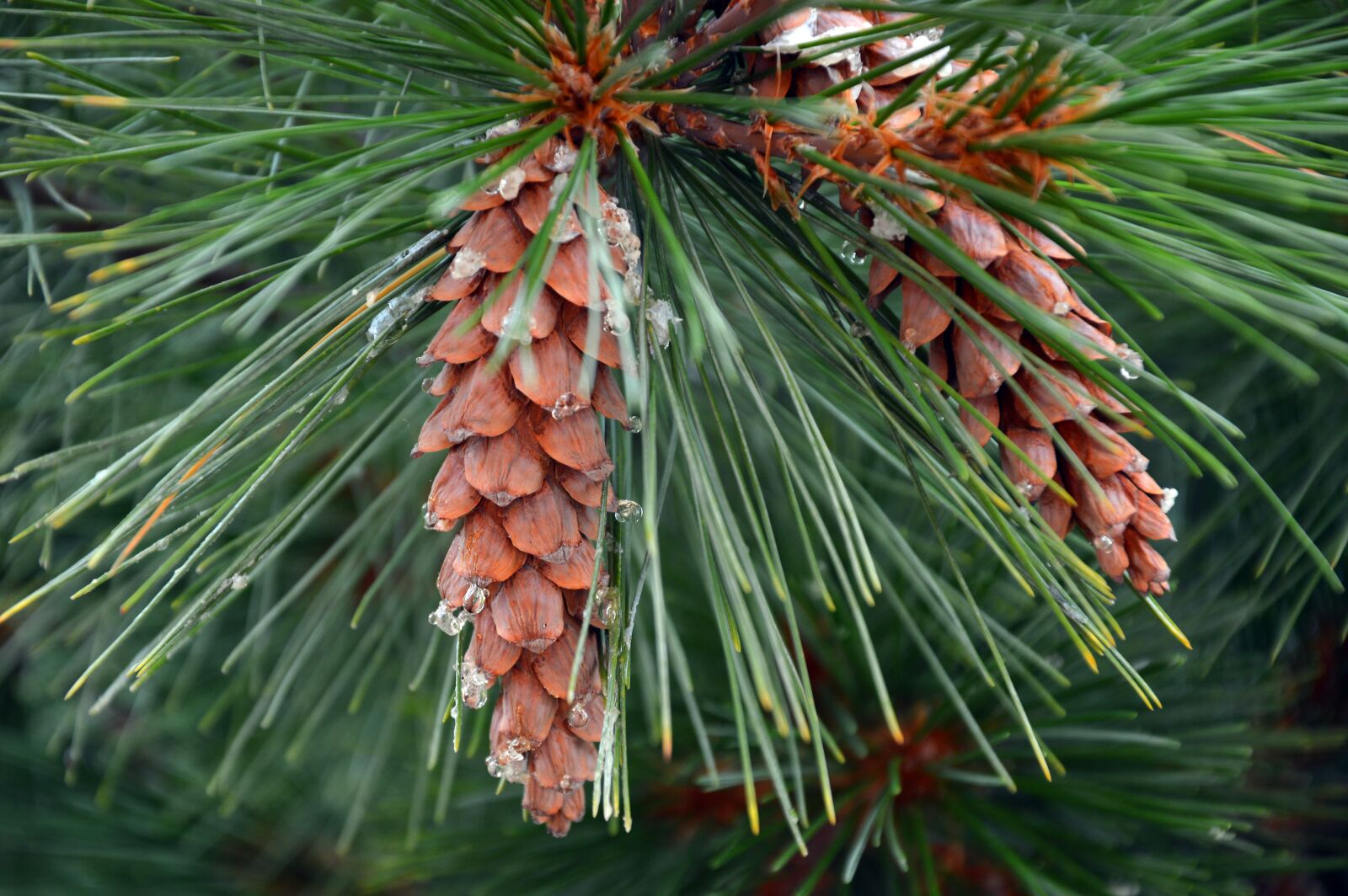 Nikon D3200 sample photo. Pine cones, tap, needles photography