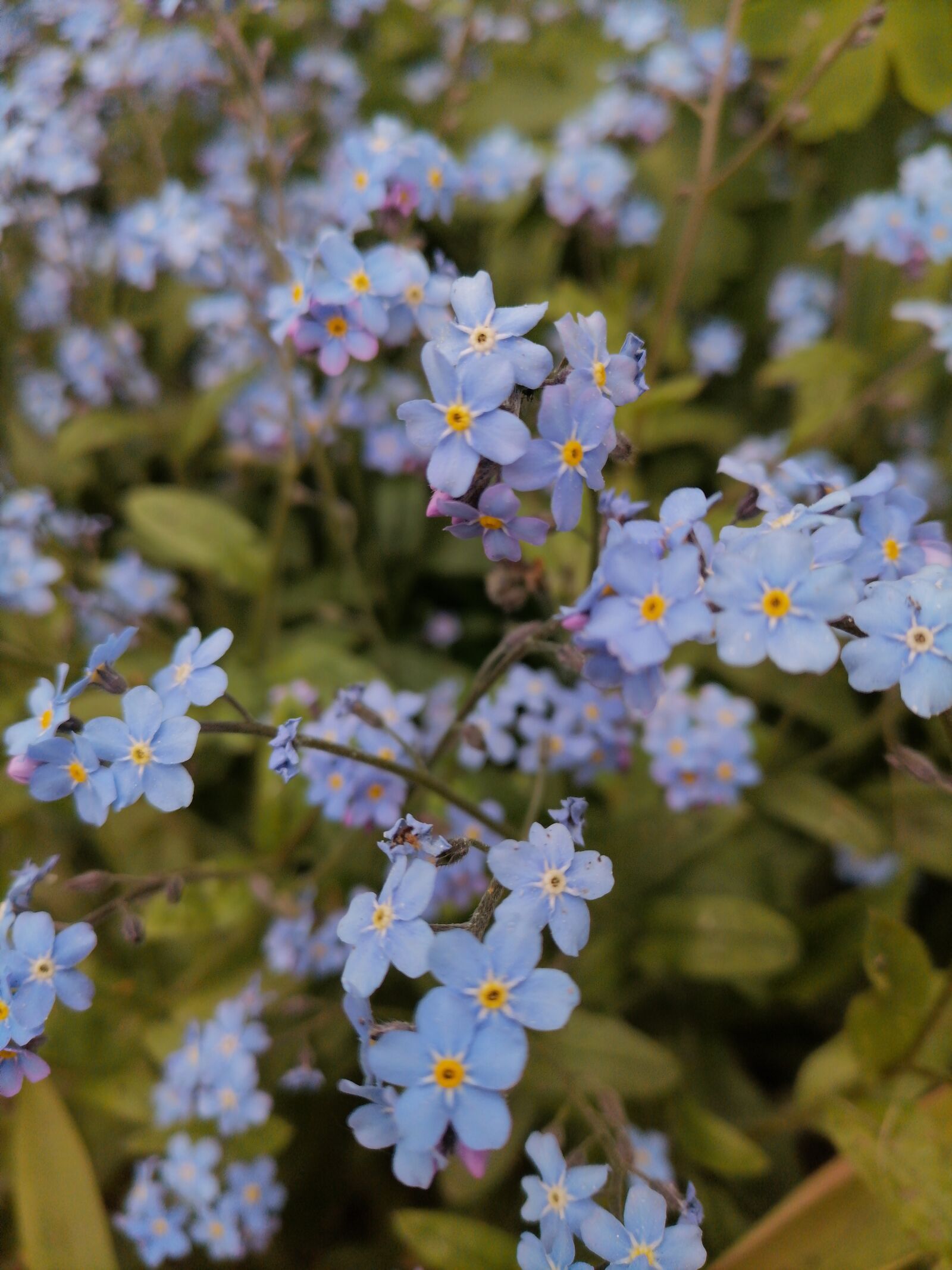 HUAWEI ART-L29 sample photo. Background, forget-me-not, flower photography