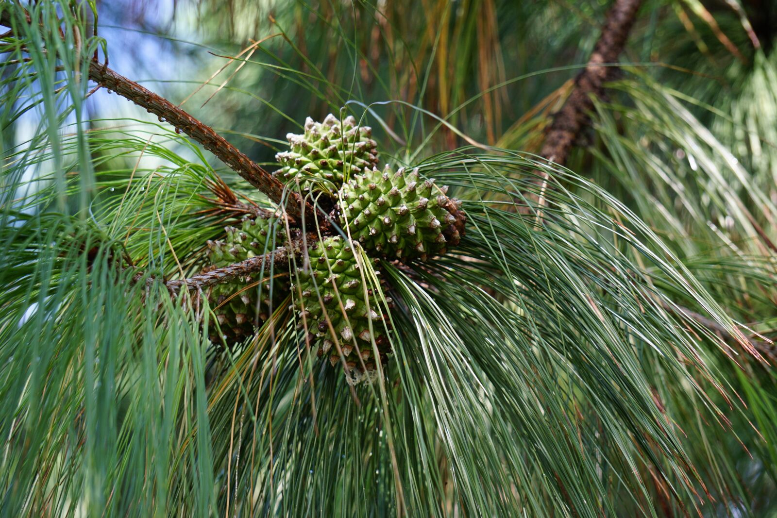 Sony E 55-210mm F4.5-6.3 OSS sample photo. Acorns, pine, acorn photography