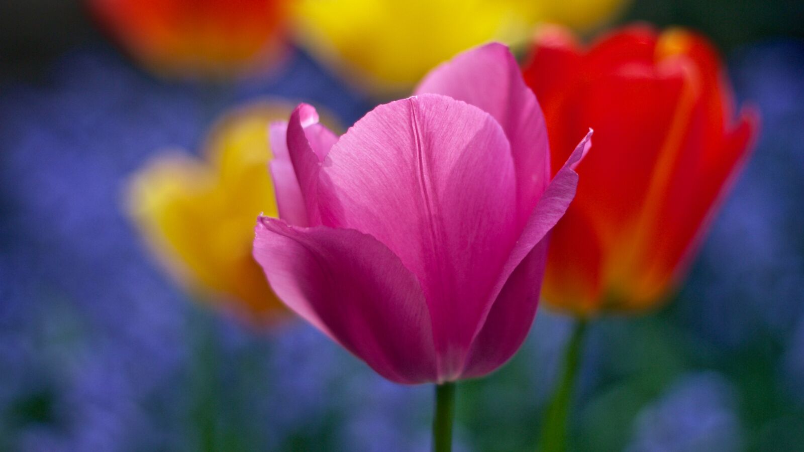 Canon EOS 7D + Canon EF 50mm F1.8 II sample photo. Bloom, tulips, flowers photography