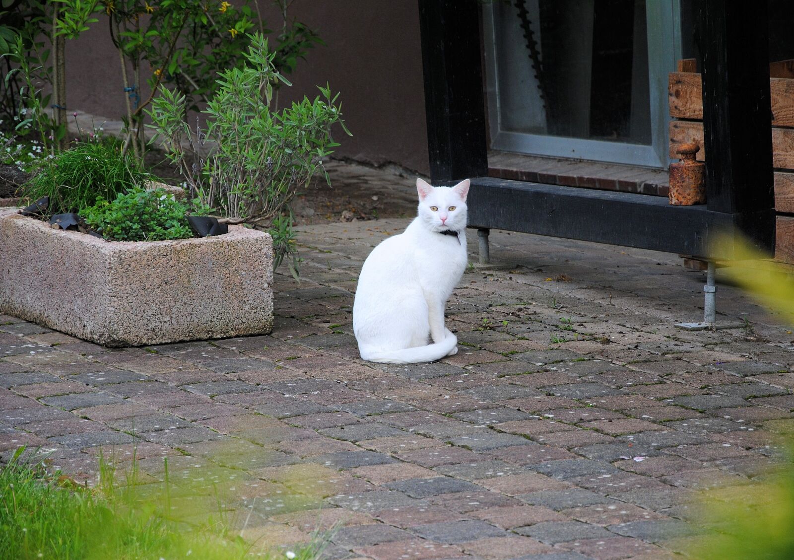 Nikon D3000 sample photo. Cat, animal, nature photography