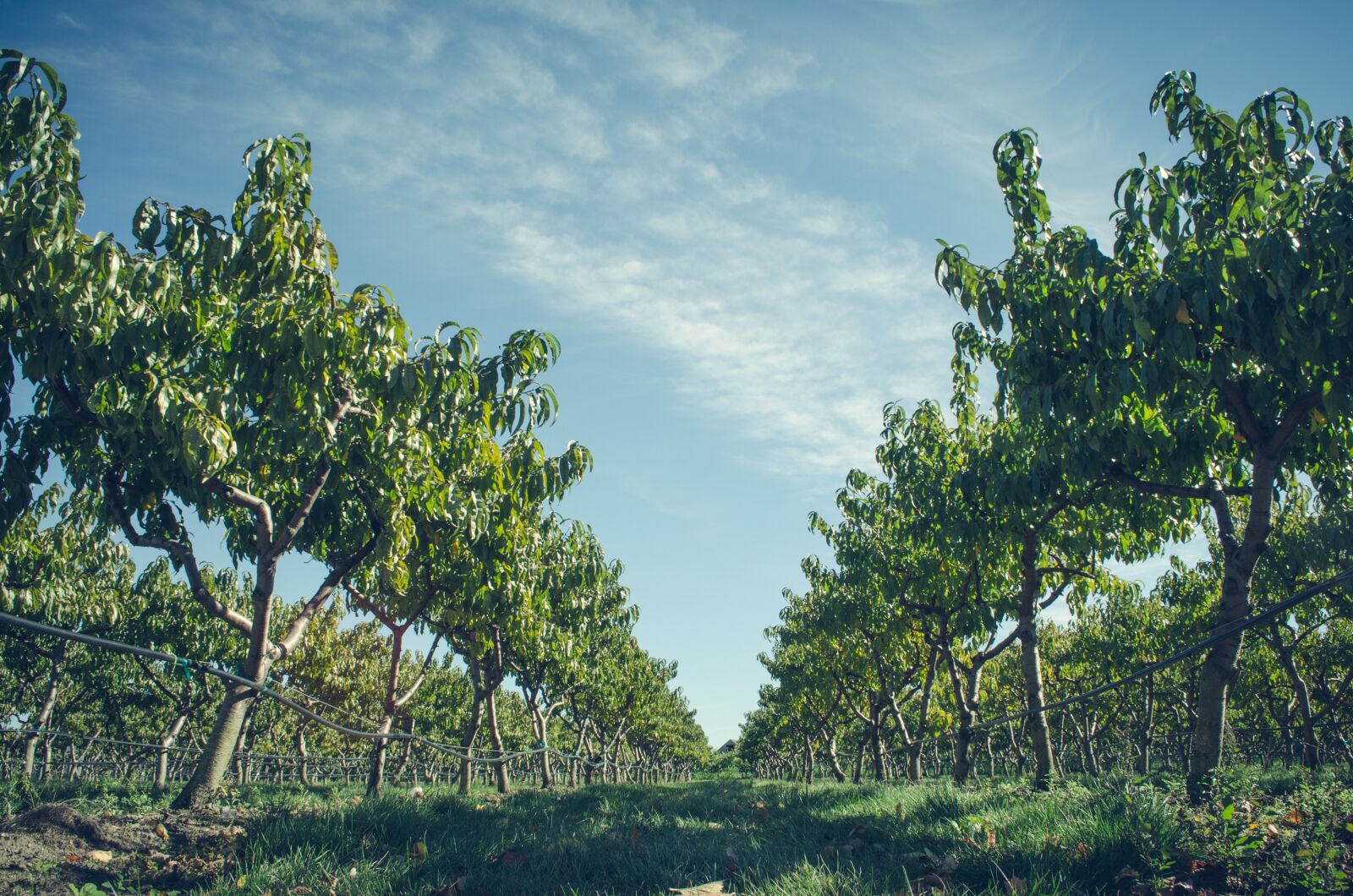 Nikon D5100 sample photo. Agriculture, clouds, countryside photography