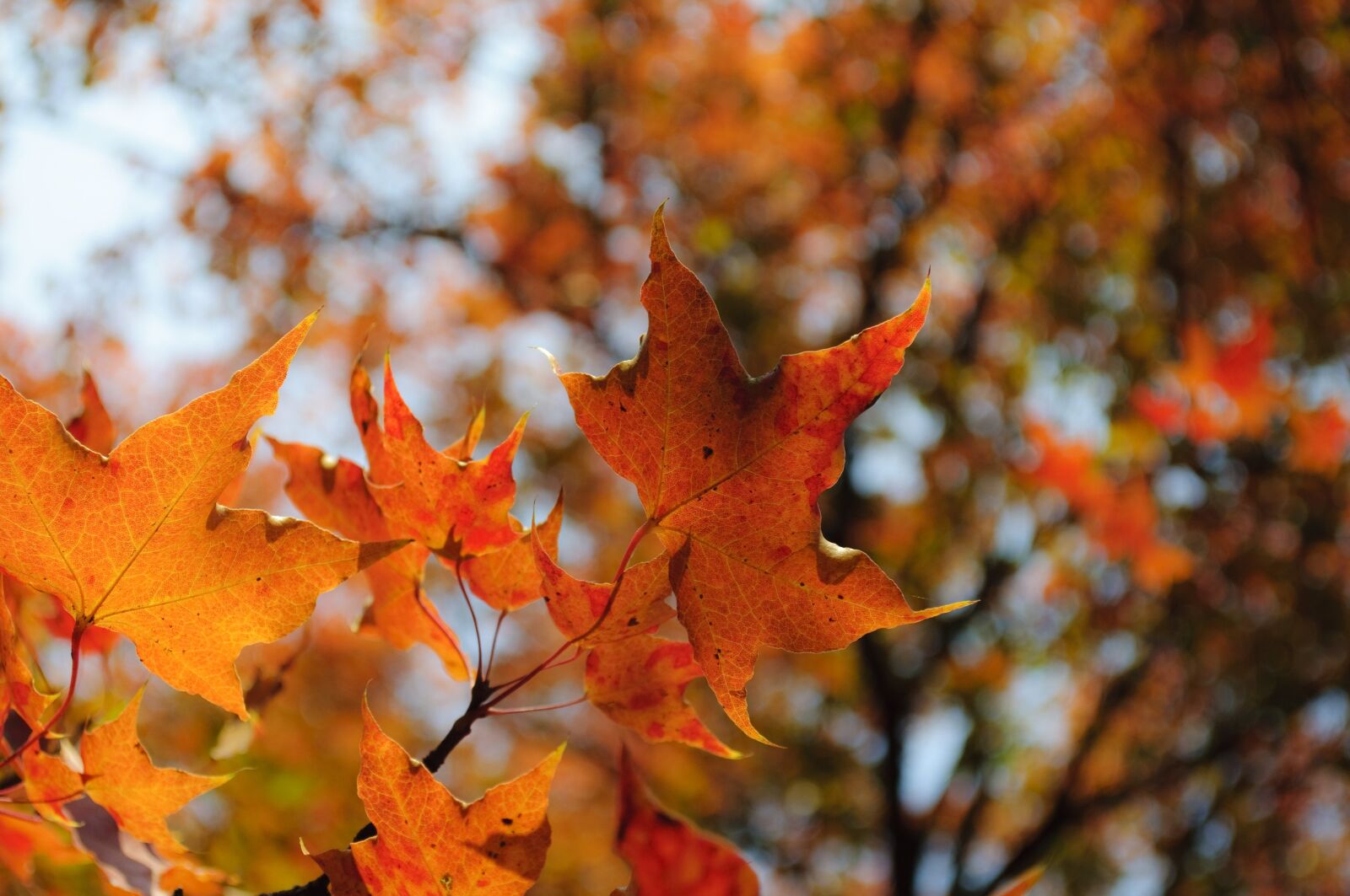 Nikon D90 sample photo. Red leaves, late autumn photography