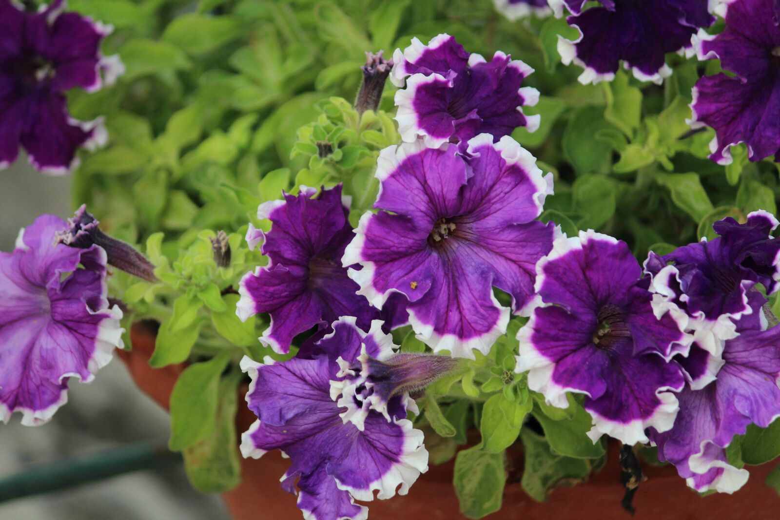Canon EOS 1200D (EOS Rebel T5 / EOS Kiss X70 / EOS Hi) sample photo. Purple flower, plant, botany photography