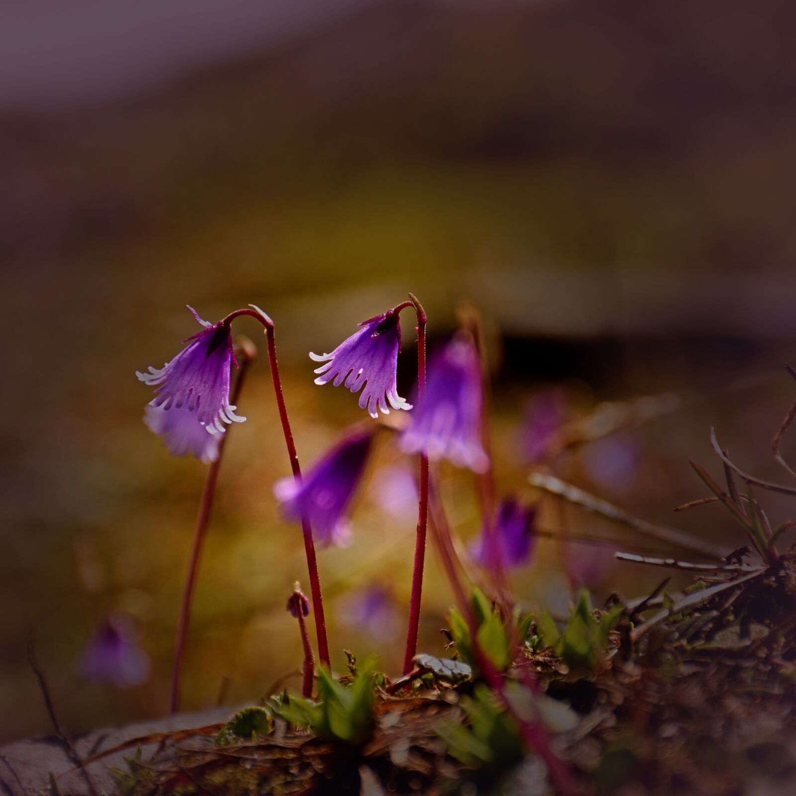 Nikon D5500 sample photo. Alpengloeckchen, meadow, summer photography